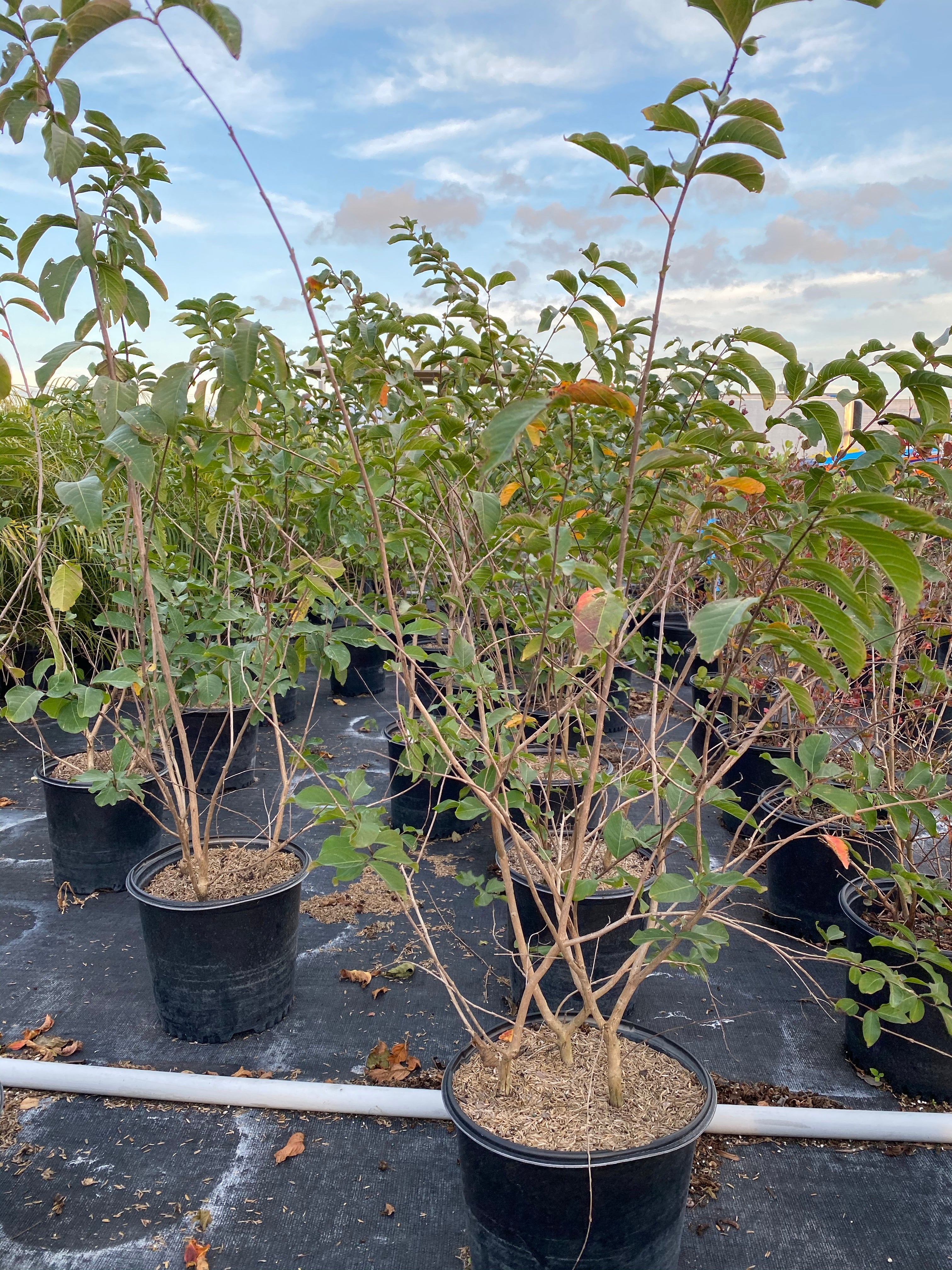 Crape Myrtle Muskogee Tree Purple - Image 3