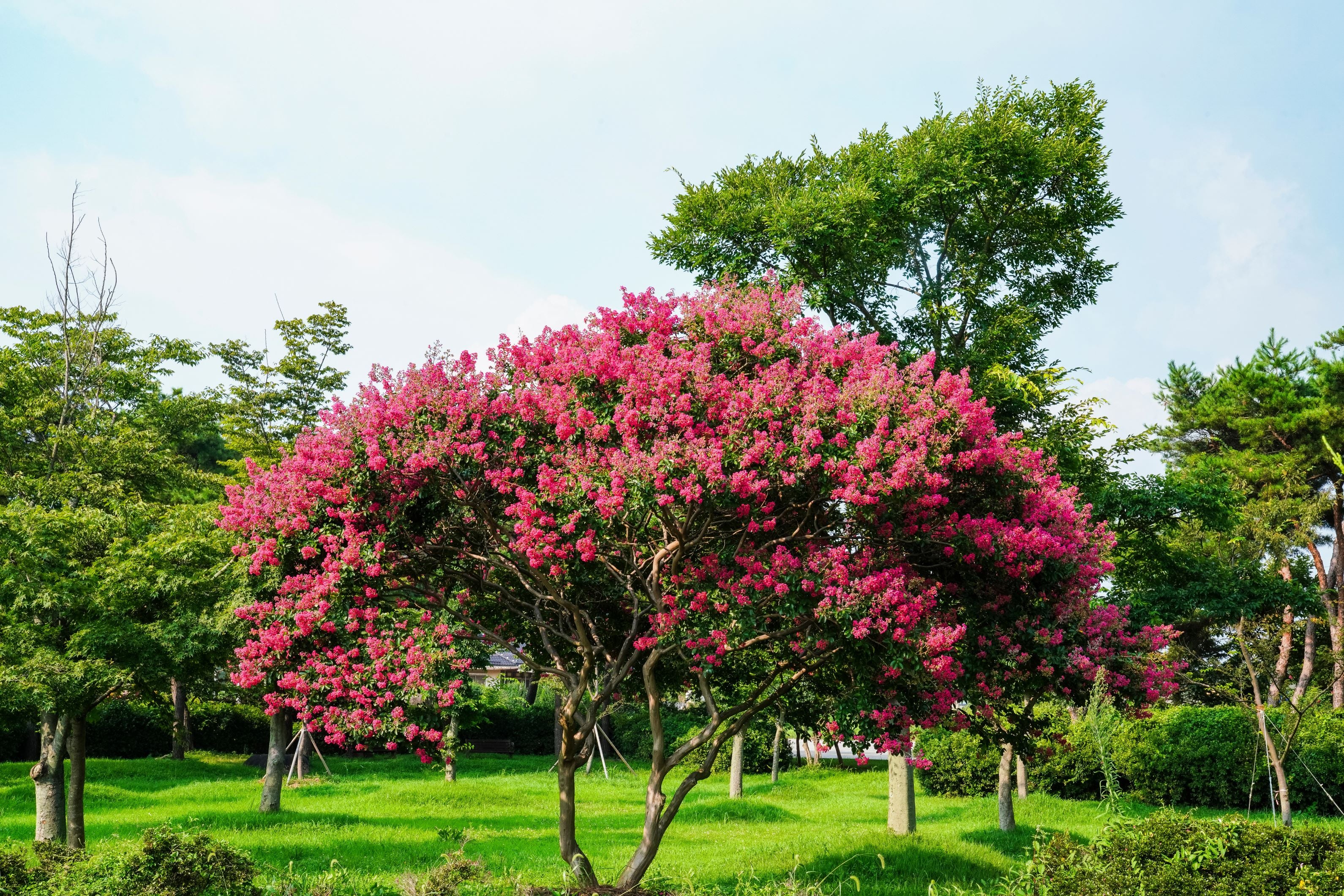 Crape Myrtle Tuscarora Tree Bright Pink - Image 7