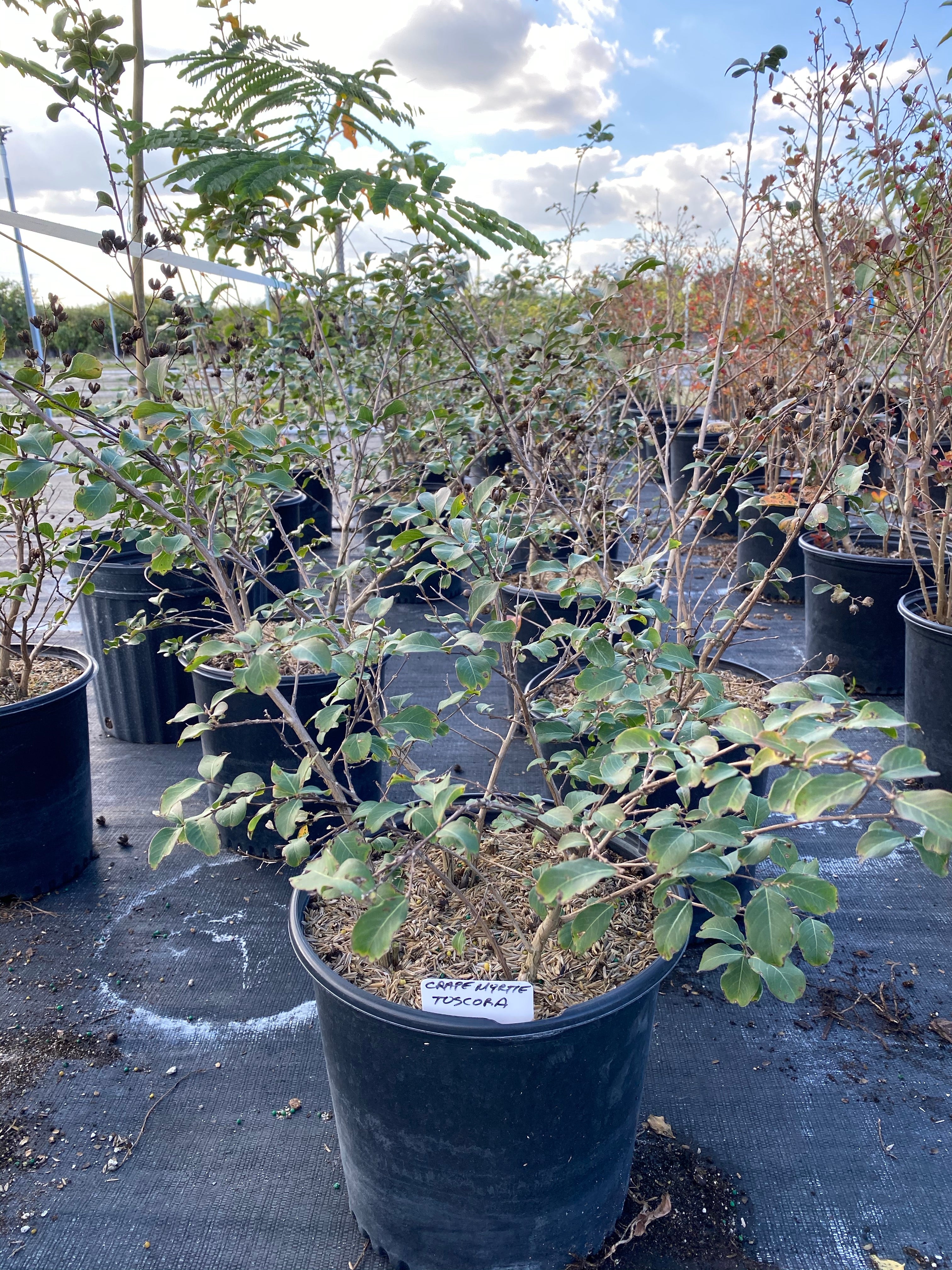 Crape Myrtle Tuscarora Tree Bright Pink - Image 6