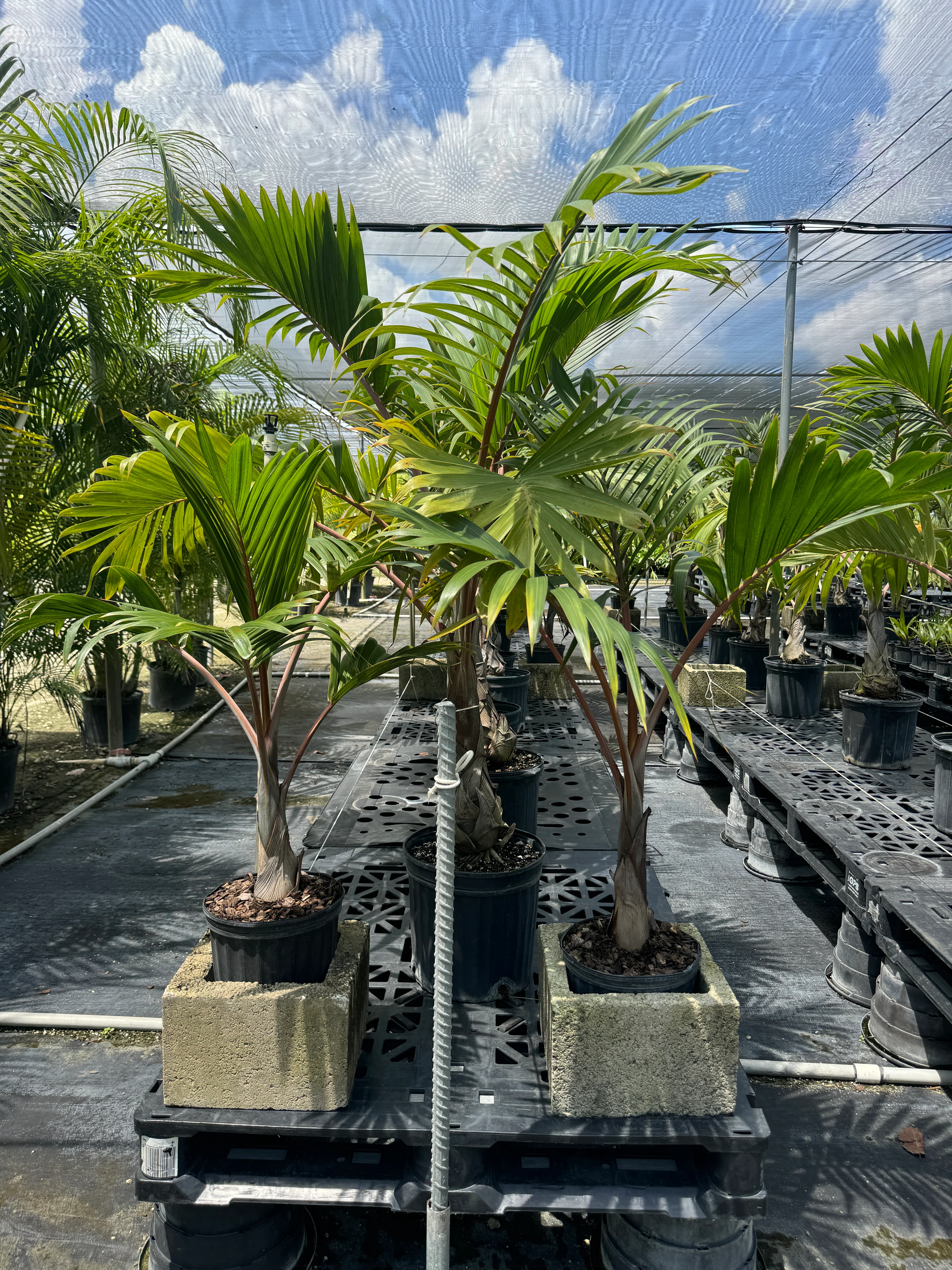 Cuban Bottle Palm, Colpothrinax wrightii, Palma Barrigona - Image 9