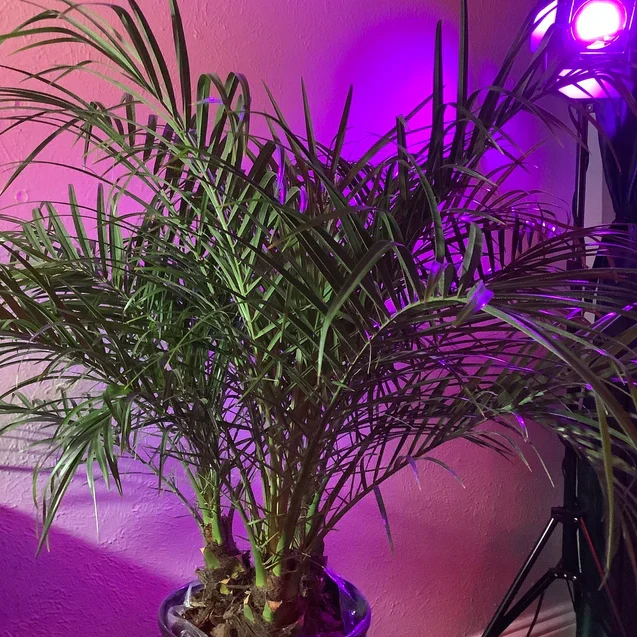 Date Palm Tree, Phoenix Roebelinii Pygmy Tropical Palm - Image 8