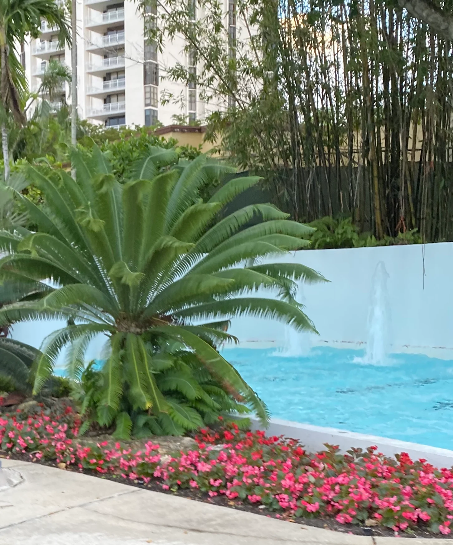 Dioon Edule Mexican Fern Palm - Image 3