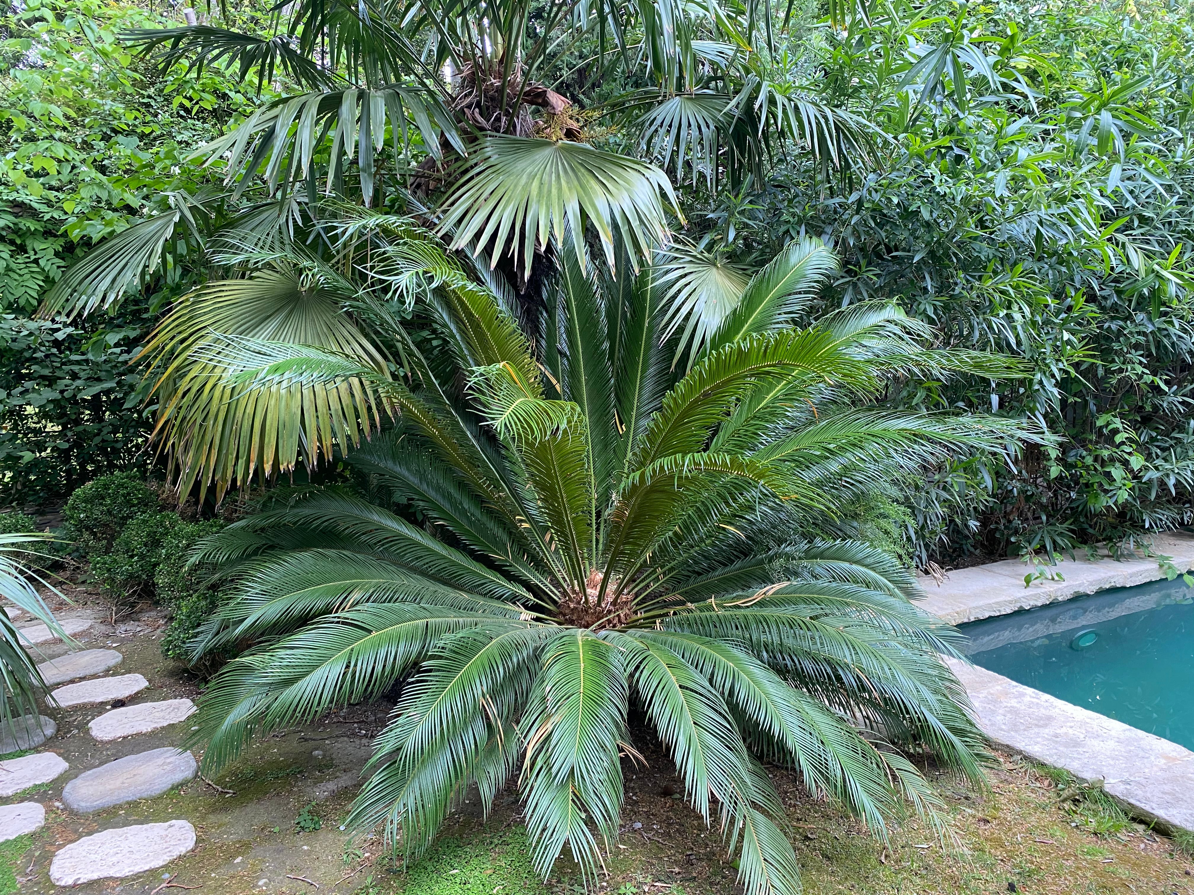 Dioon Edule Mexican Fern Palm - Image 4