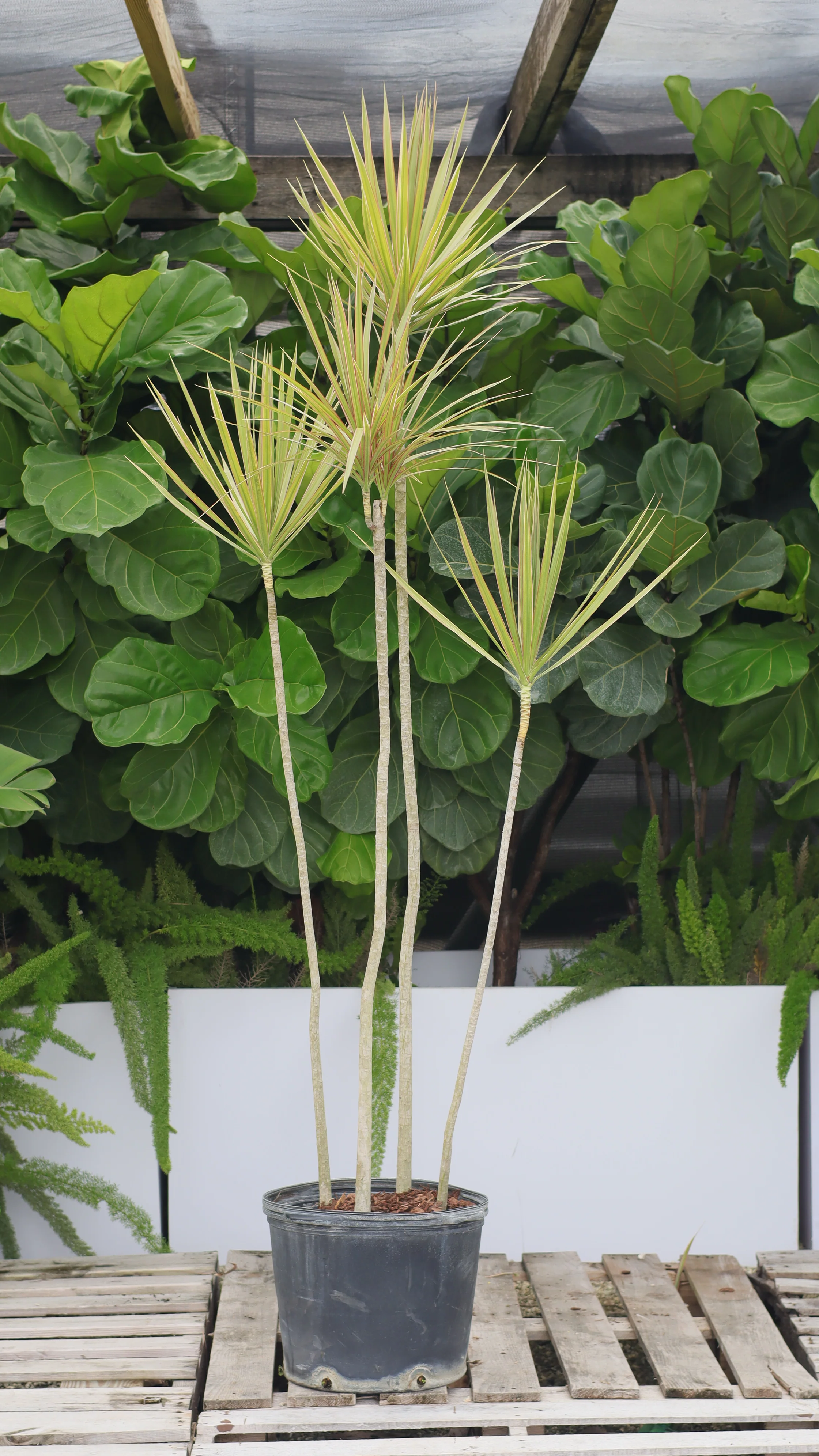 Dracaena Dragon Tree Bicolor, Tree Form - Image 3