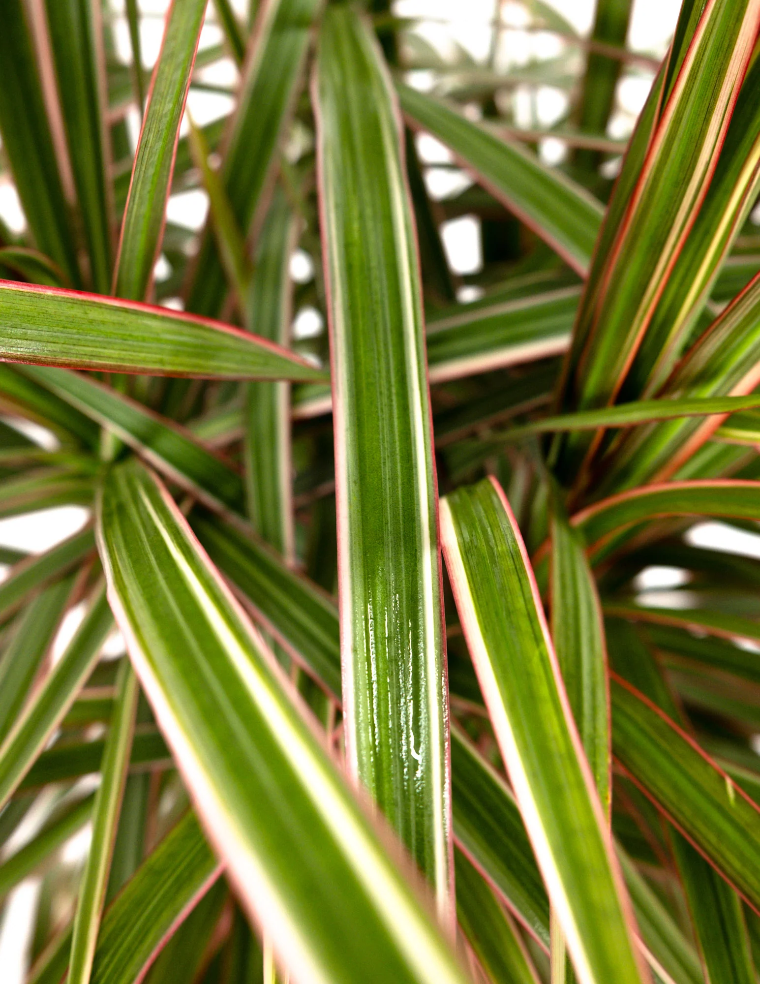 Dracaena Dragon Tree Bicolor, Tree Form - Image 4
