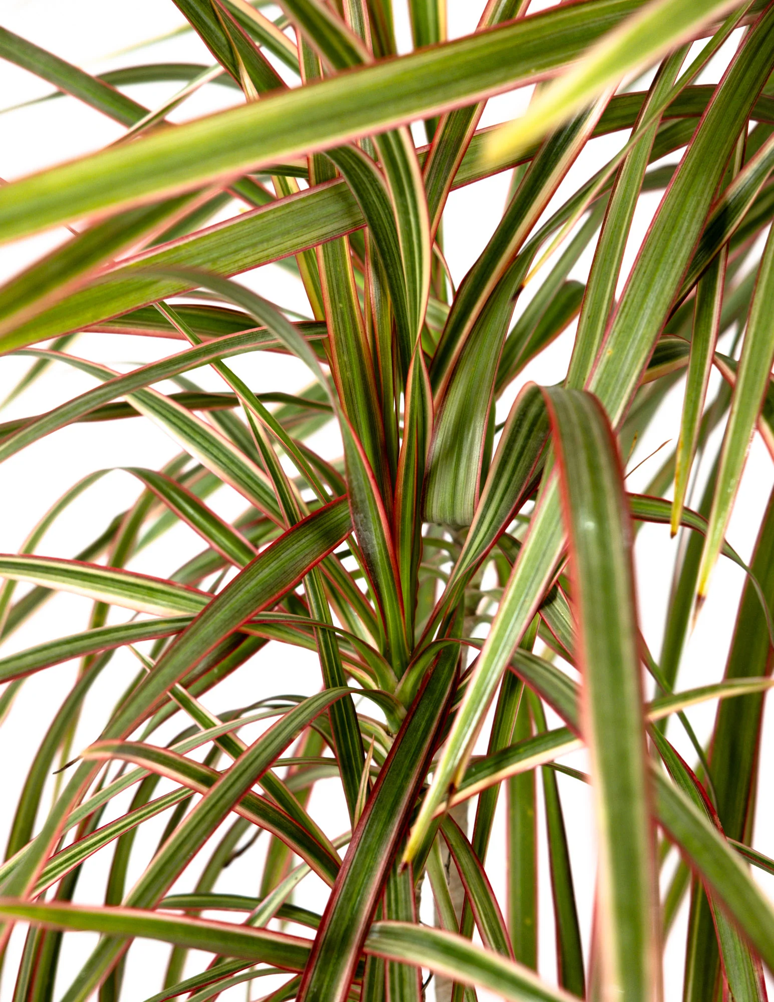 Dracaena Dragon Tree Bicolor, Tree Form - Image 5