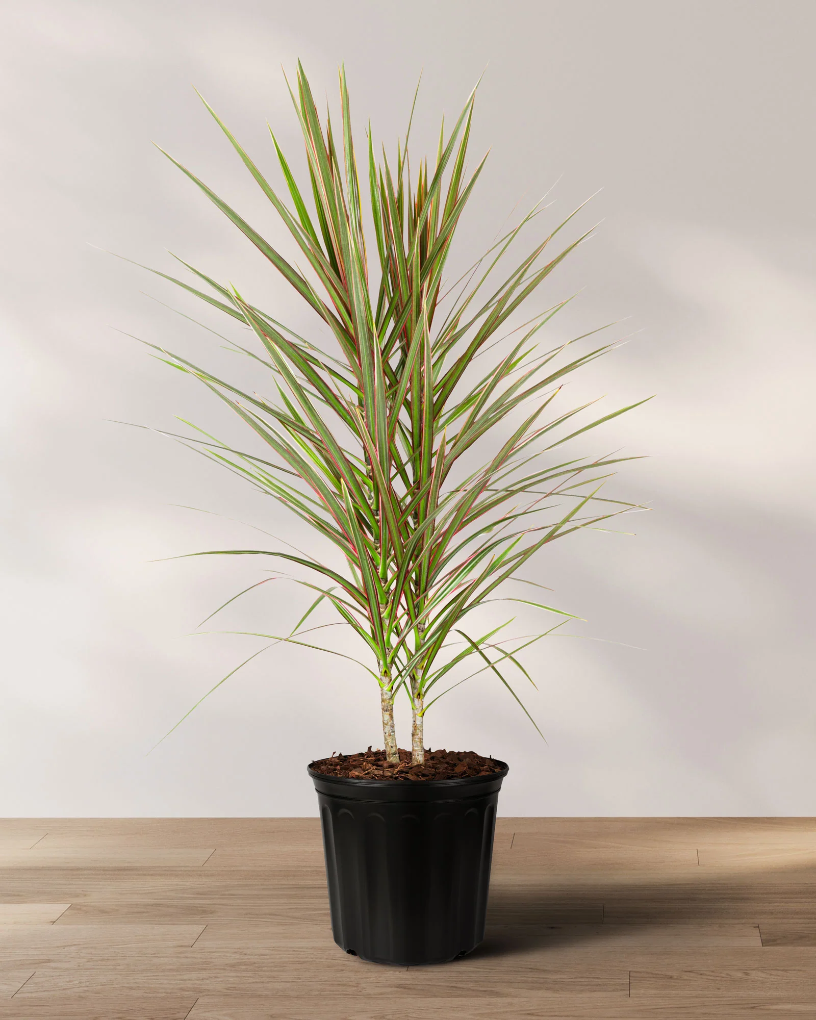 Dracaena Dragon Tree Bicolor, Tree Form - Image 6
