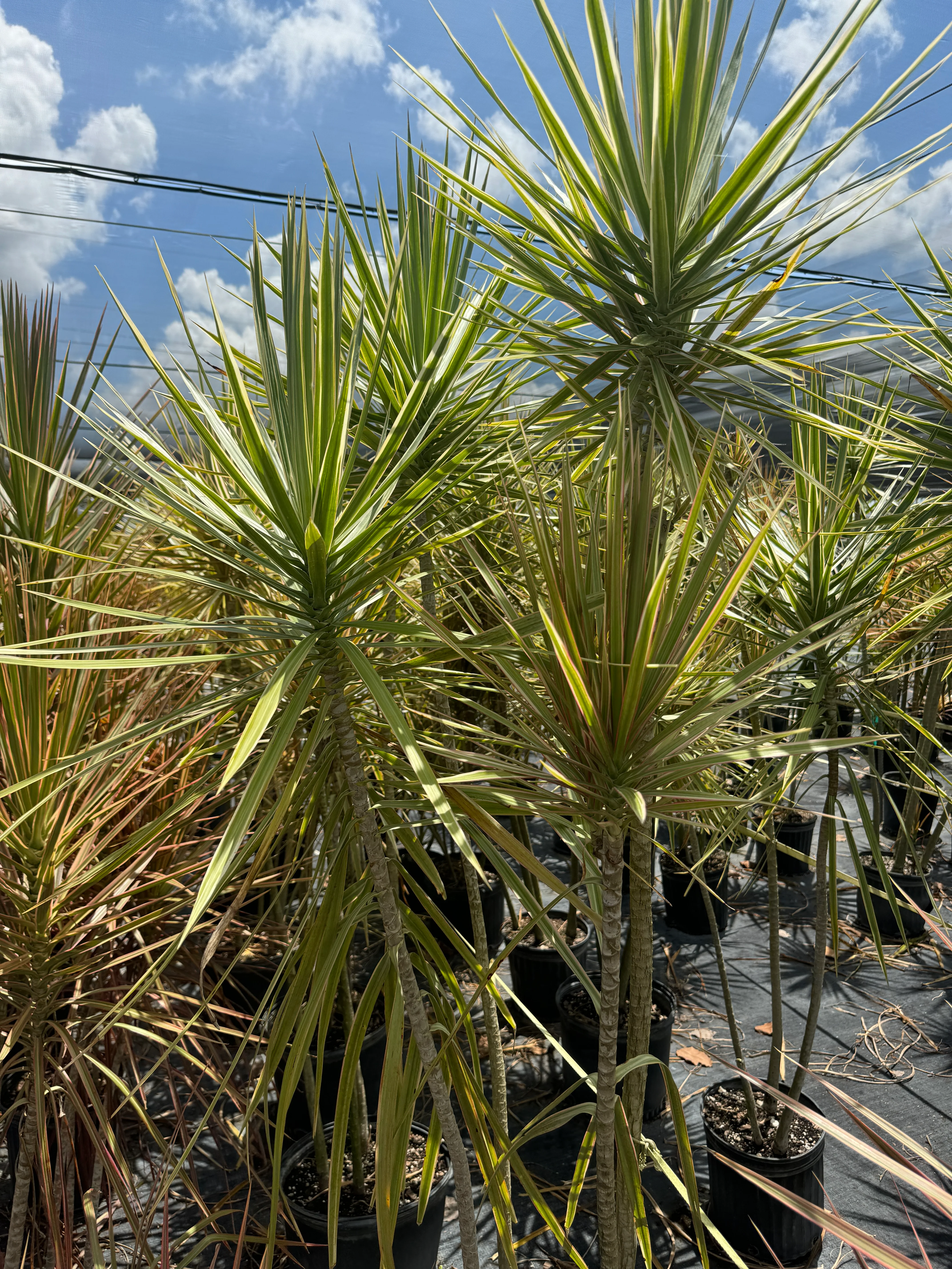 Dracaena Dragon Tree Bicolor, Tree Form - Image 7