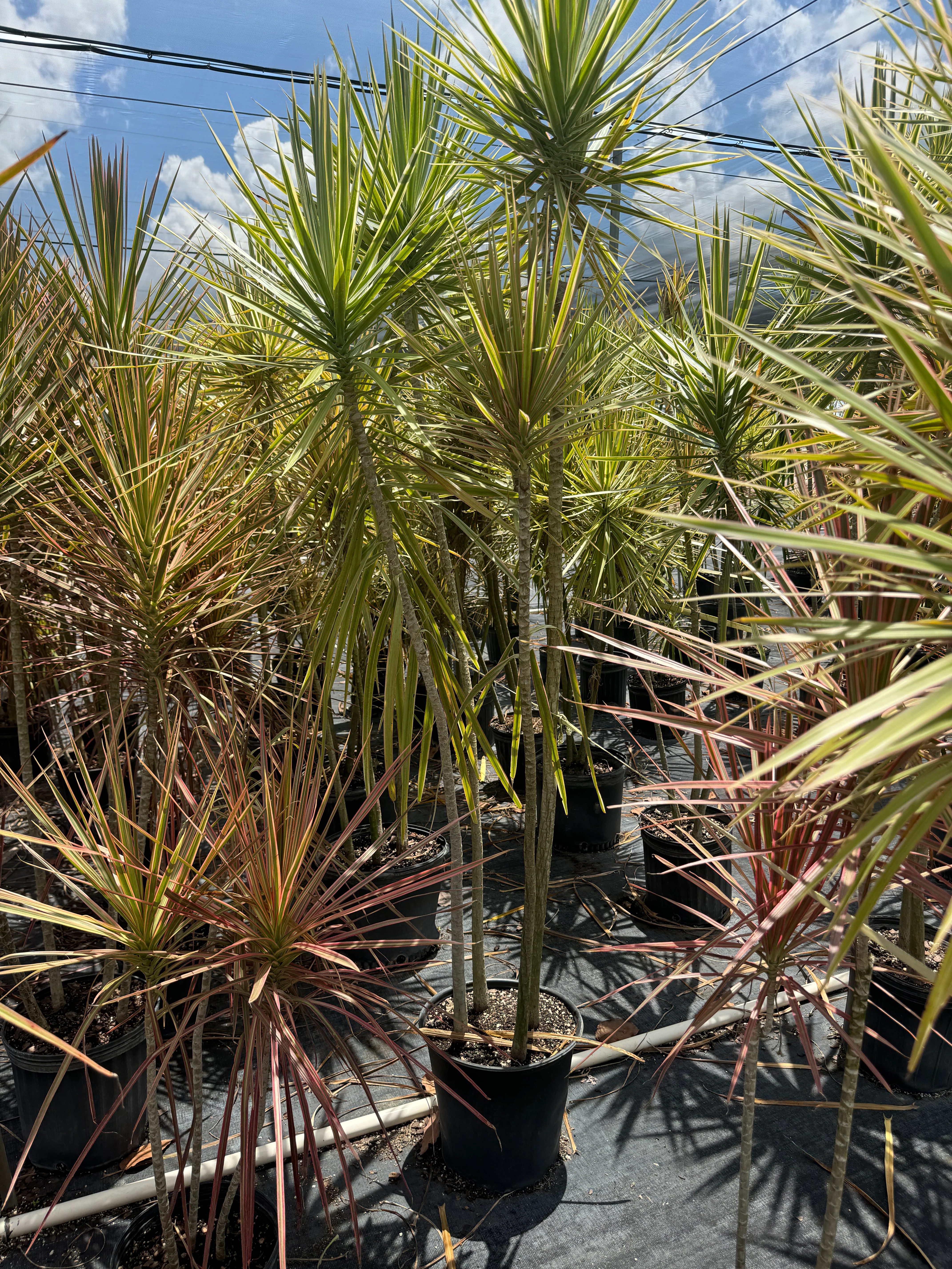 Dracaena Dragon Tree Bicolor, Tree Form - Image 8