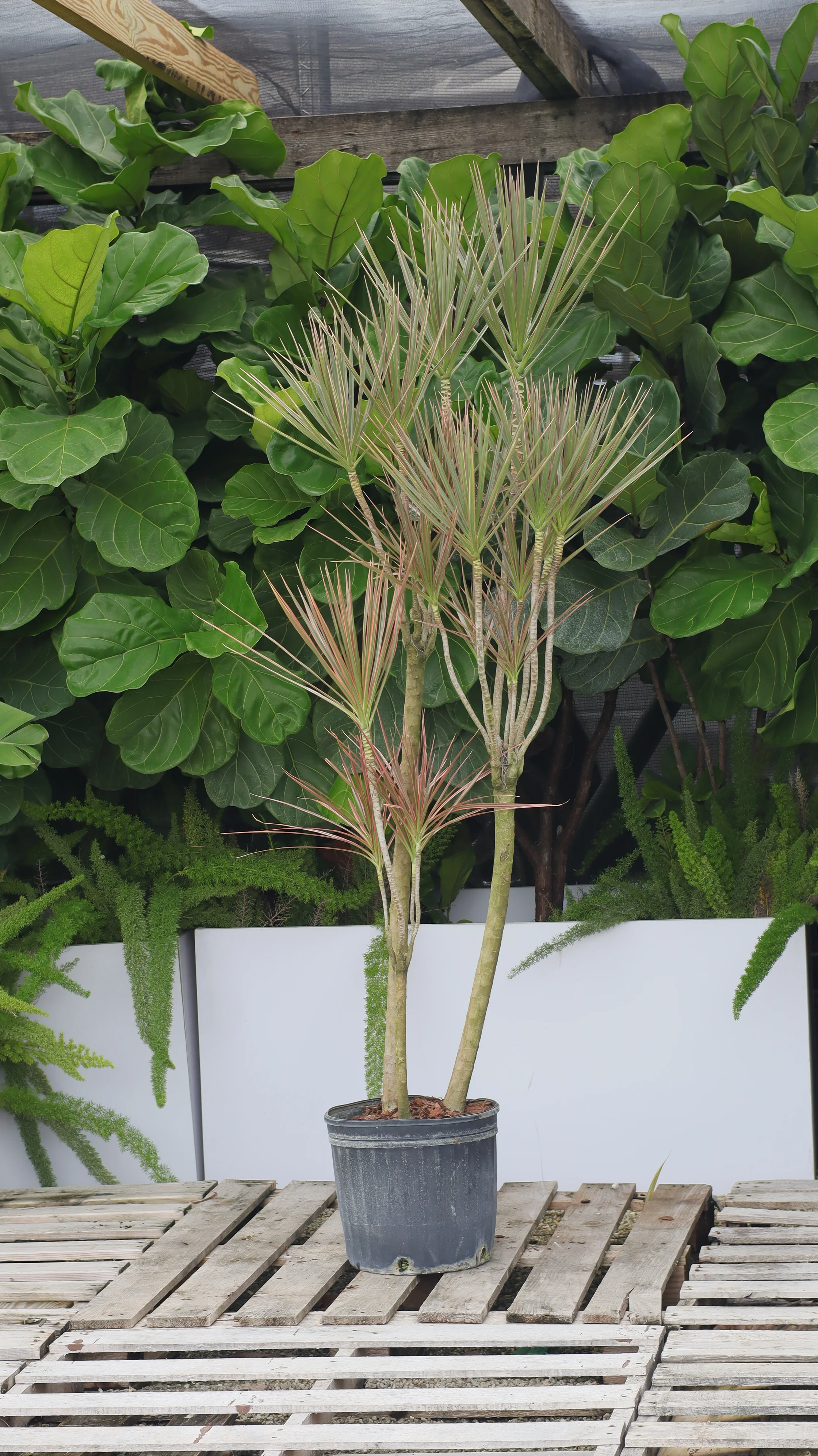 Dracaena Dragon Tree Bicolor, Tree Form - Image 9