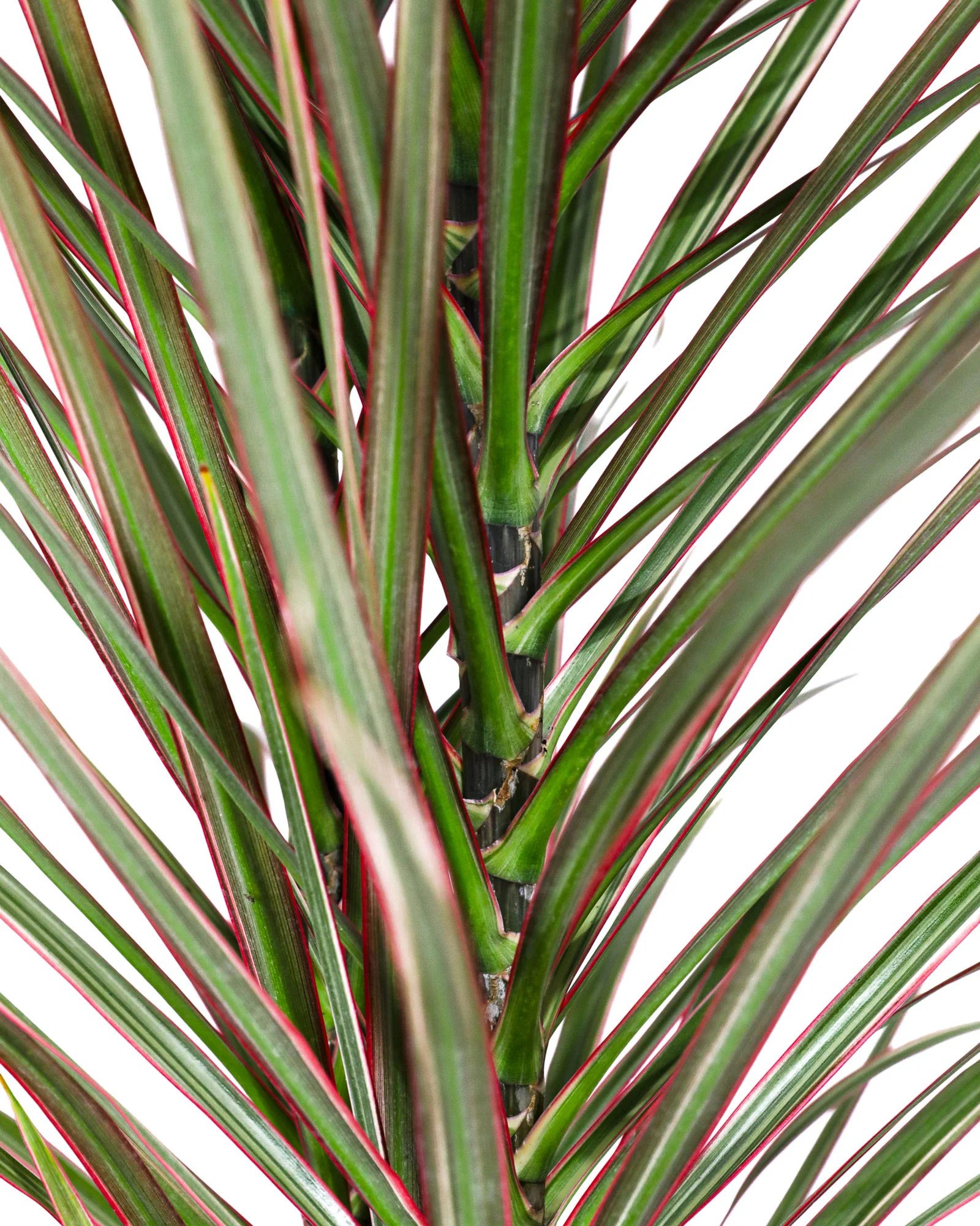Dracaena Dragon Tree Bicolor Bush - Image 3