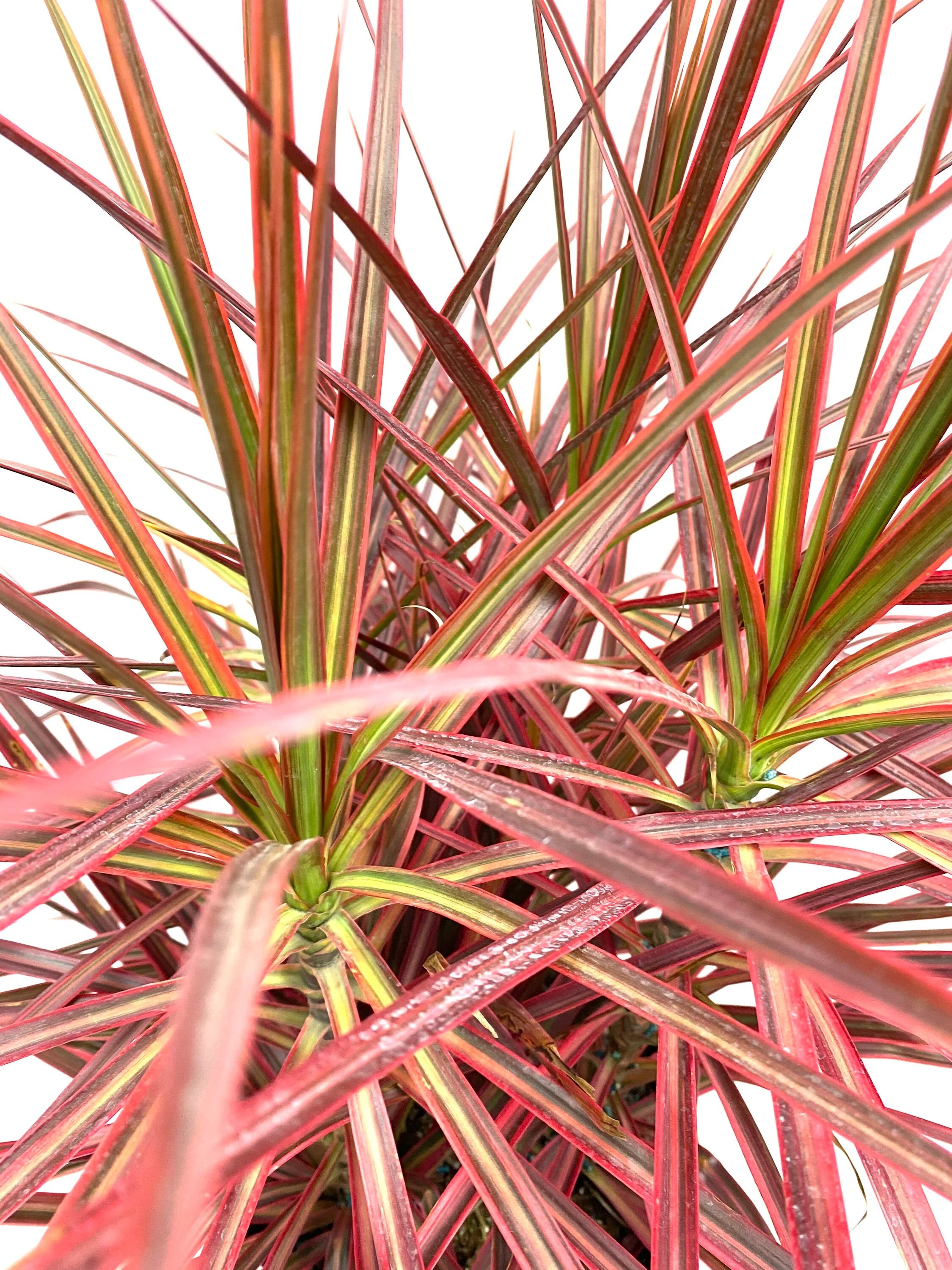 Dracaena Dragon Tree Colorama Bush - Image 3