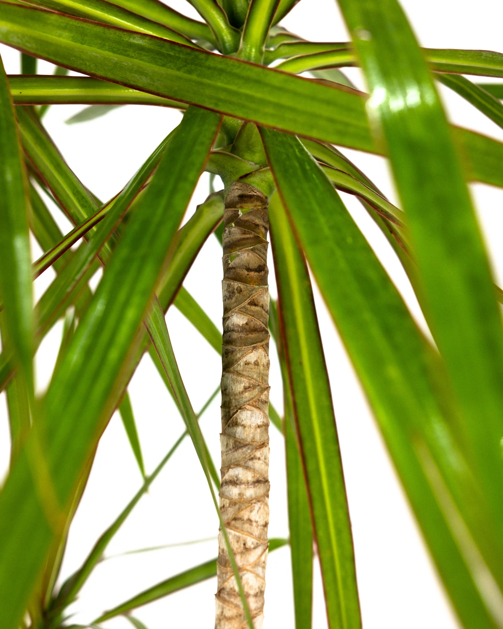 Dracaena Dragon Tree Green, Tree Form - Image 3