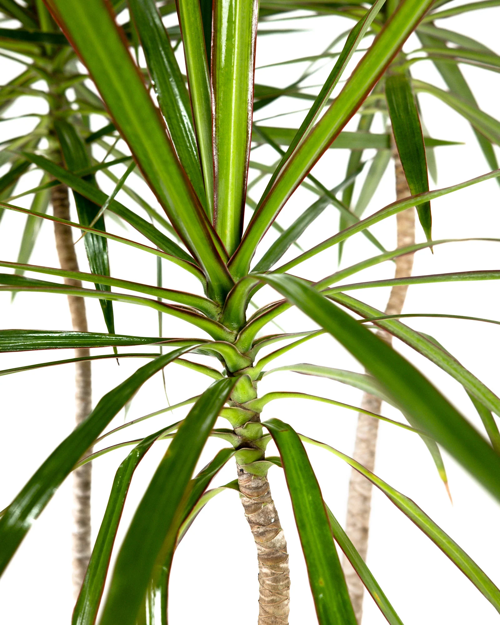 Dracaena Dragon Tree Green, Tree Form - Image 4