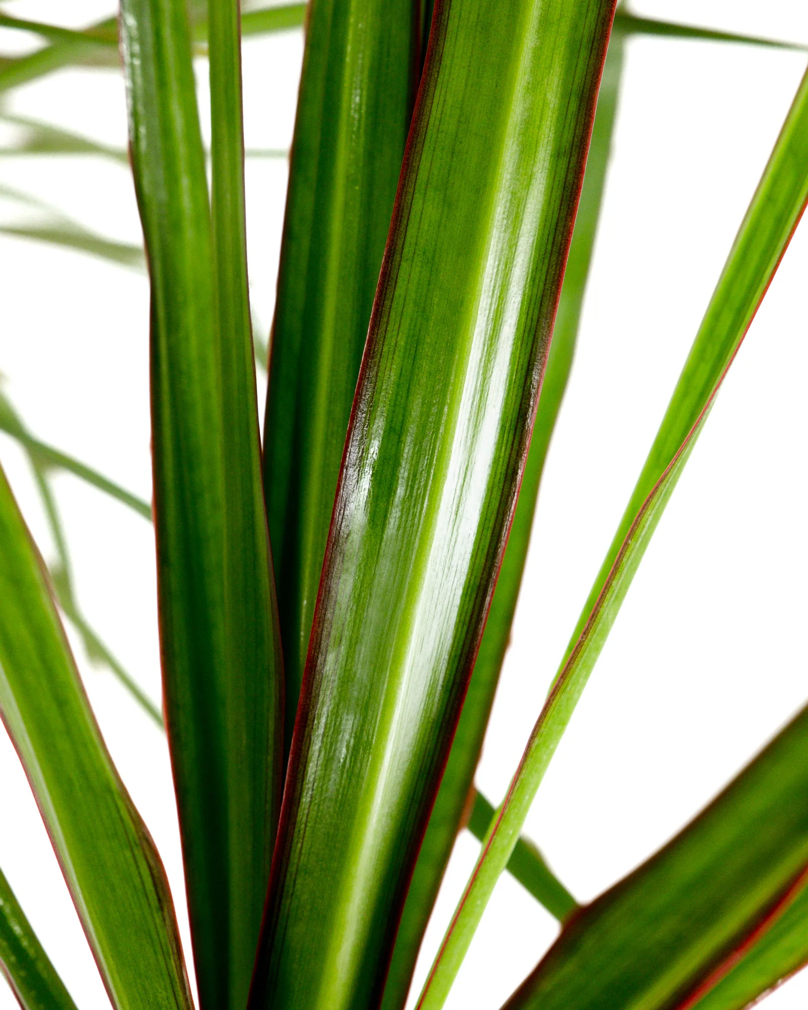 Dracaena Dragon Tree Green, Tree Form - Image 5