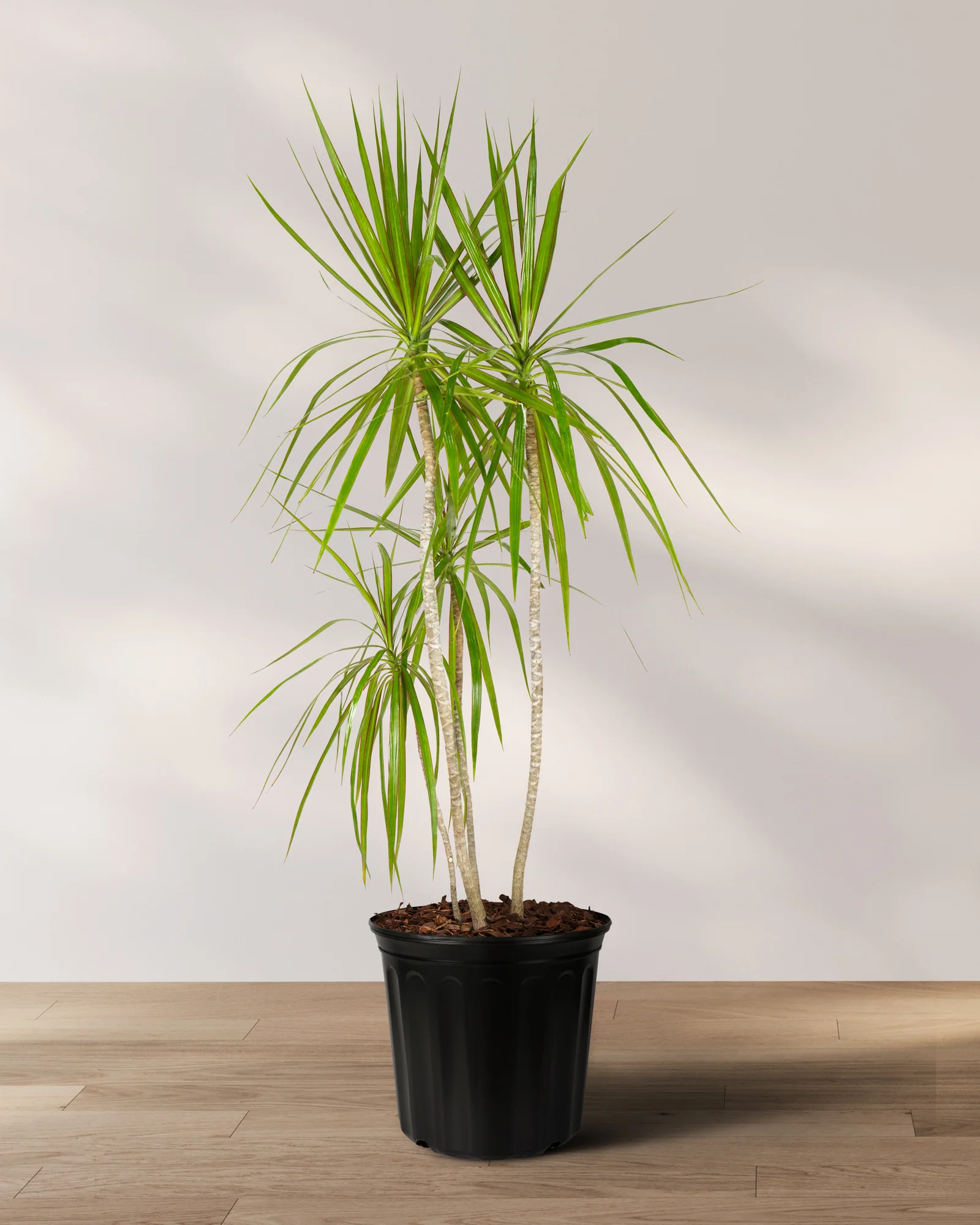 Dracaena Dragon Tree Green, Tree Form - Image 6