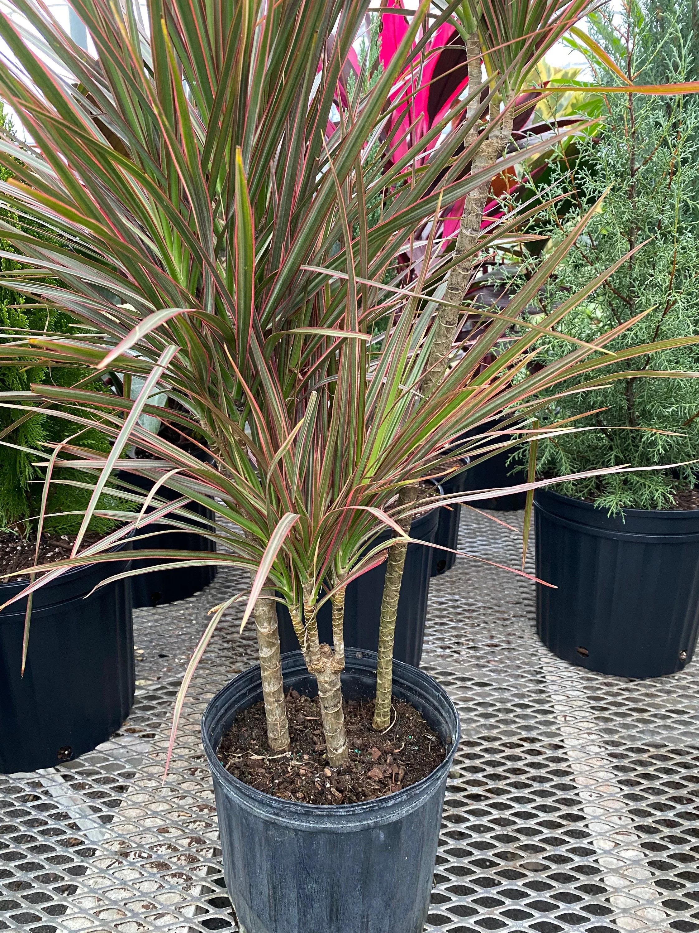 Dracaena Dragon Tree, Magenta Bush - Image 3