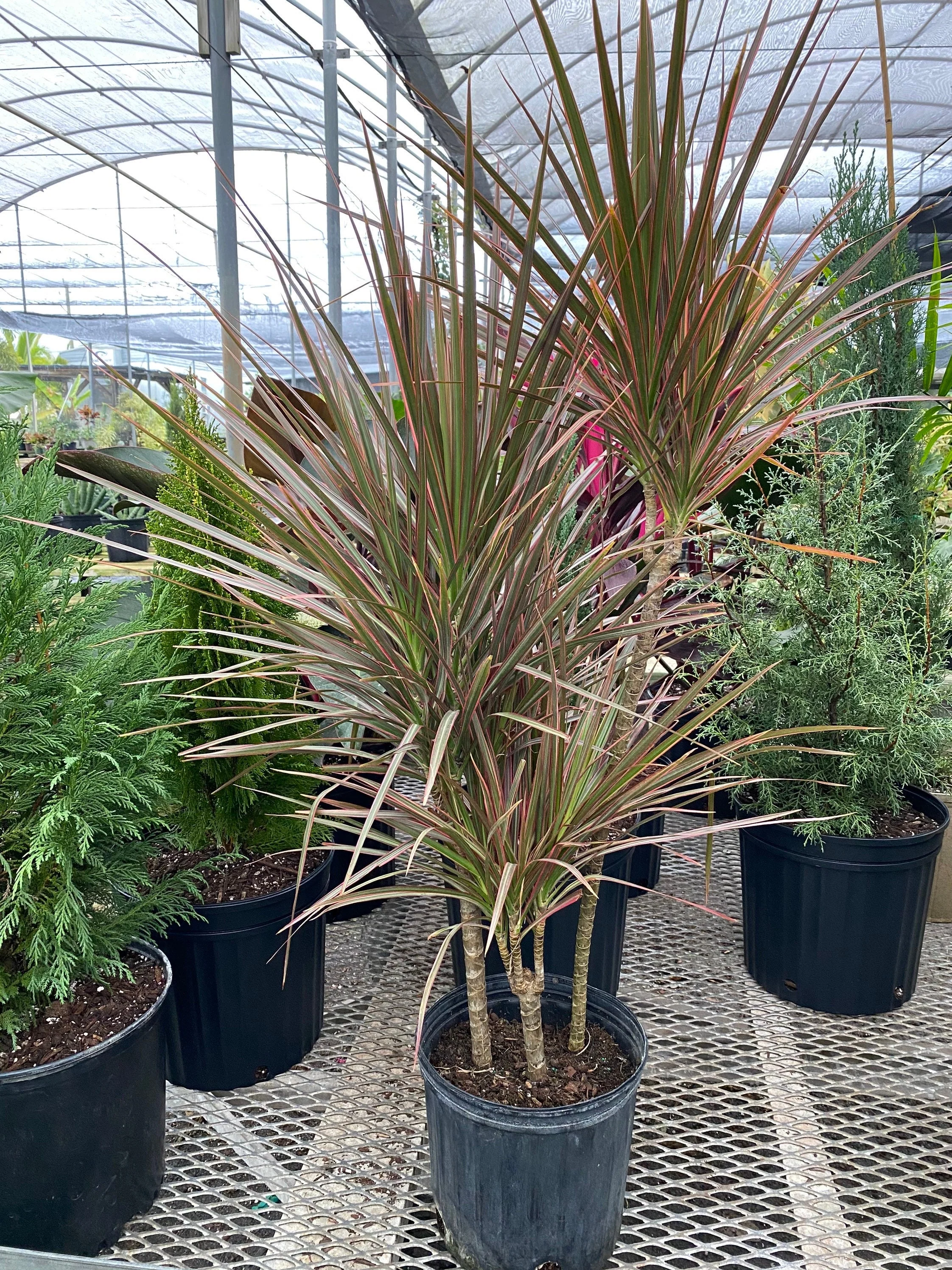 Dracaena Dragon Tree, Magenta Bush - Image 4
