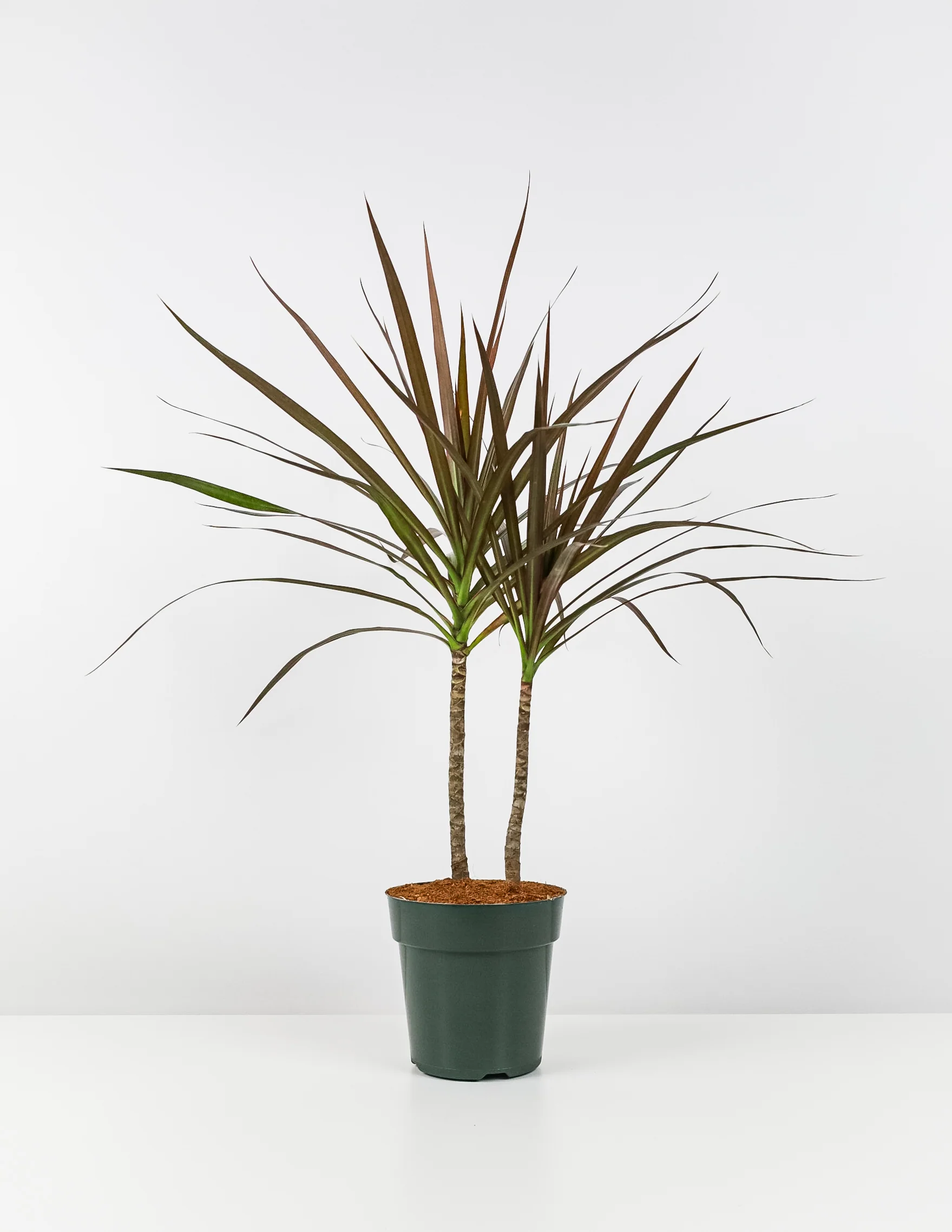 Dracaena Dragon Tree, Magenta Tree Form - Image 3
