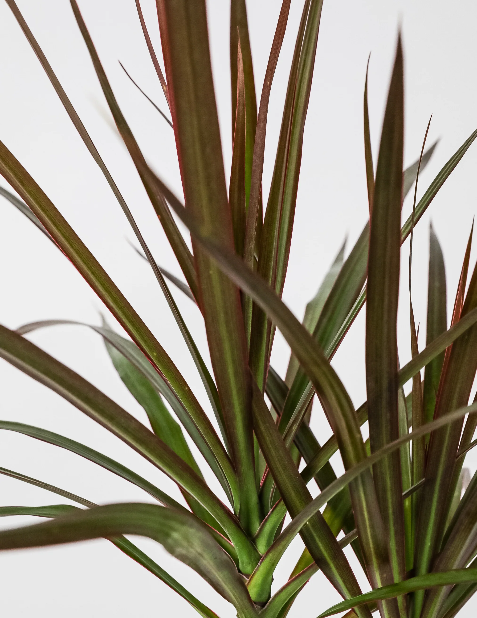Dracaena Dragon Tree, Magenta Tree Form - Image 4