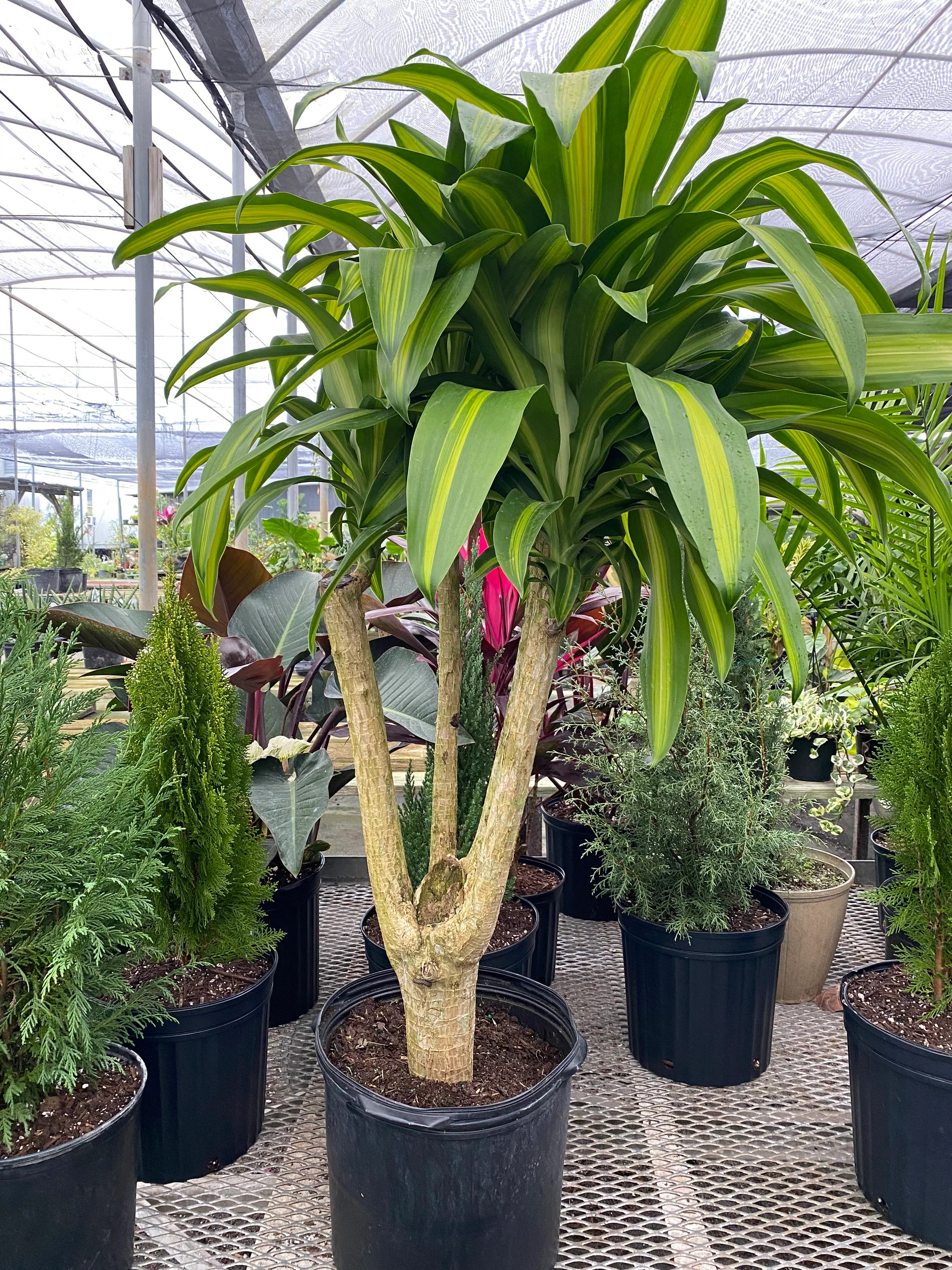 Dracaena Massangeana Mass Cane Stump Form, Corn Plant - Image 3