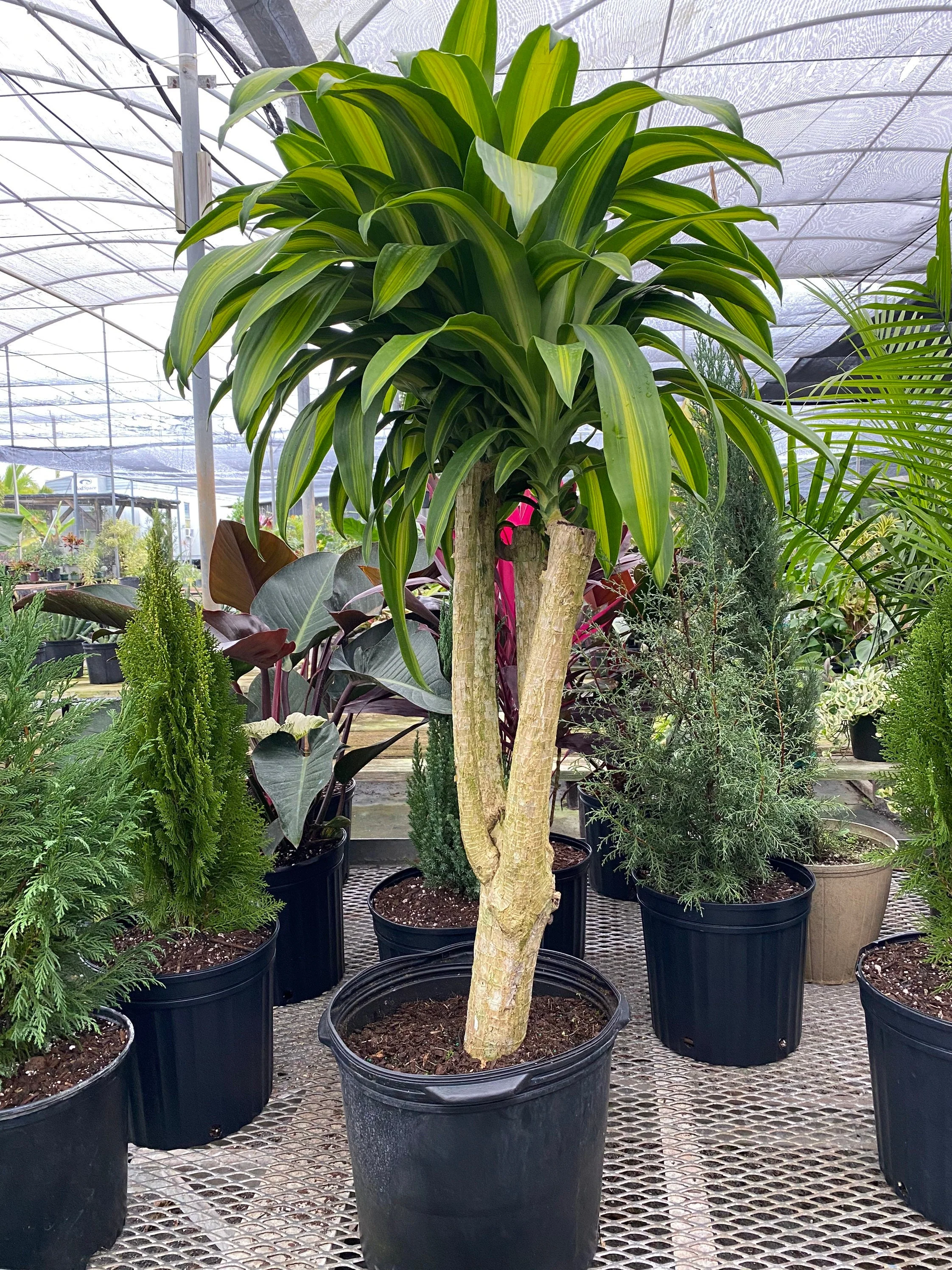 Dracaena Massangeana Mass Cane Stump Form, Corn Plant - Image 5