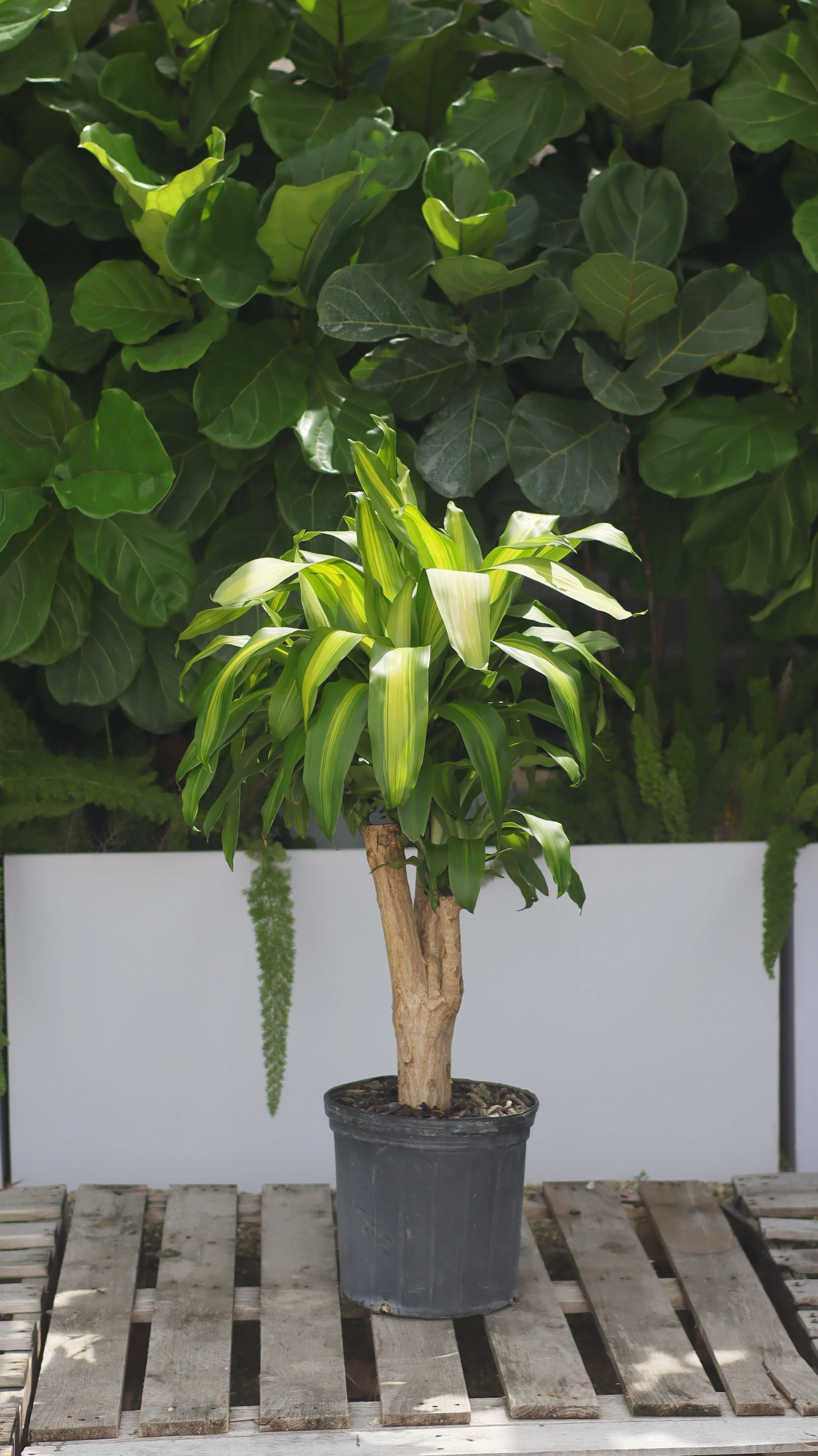 Dracaena Massangeana Mass Cane Stump Form, Corn Plant - Image 6