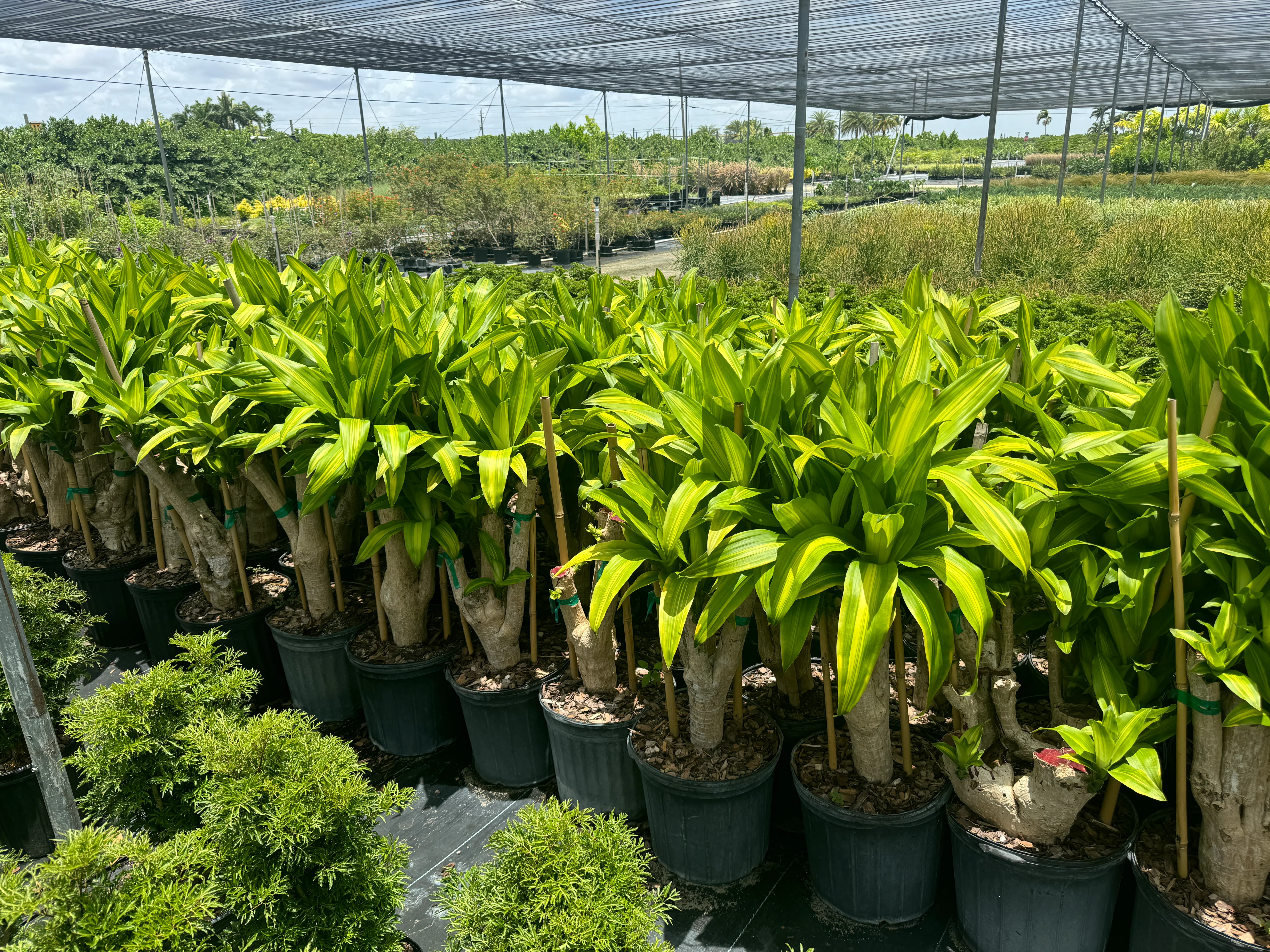 Dracaena Massangeana Mass Cane Stump Form, Corn Plant - Image 7