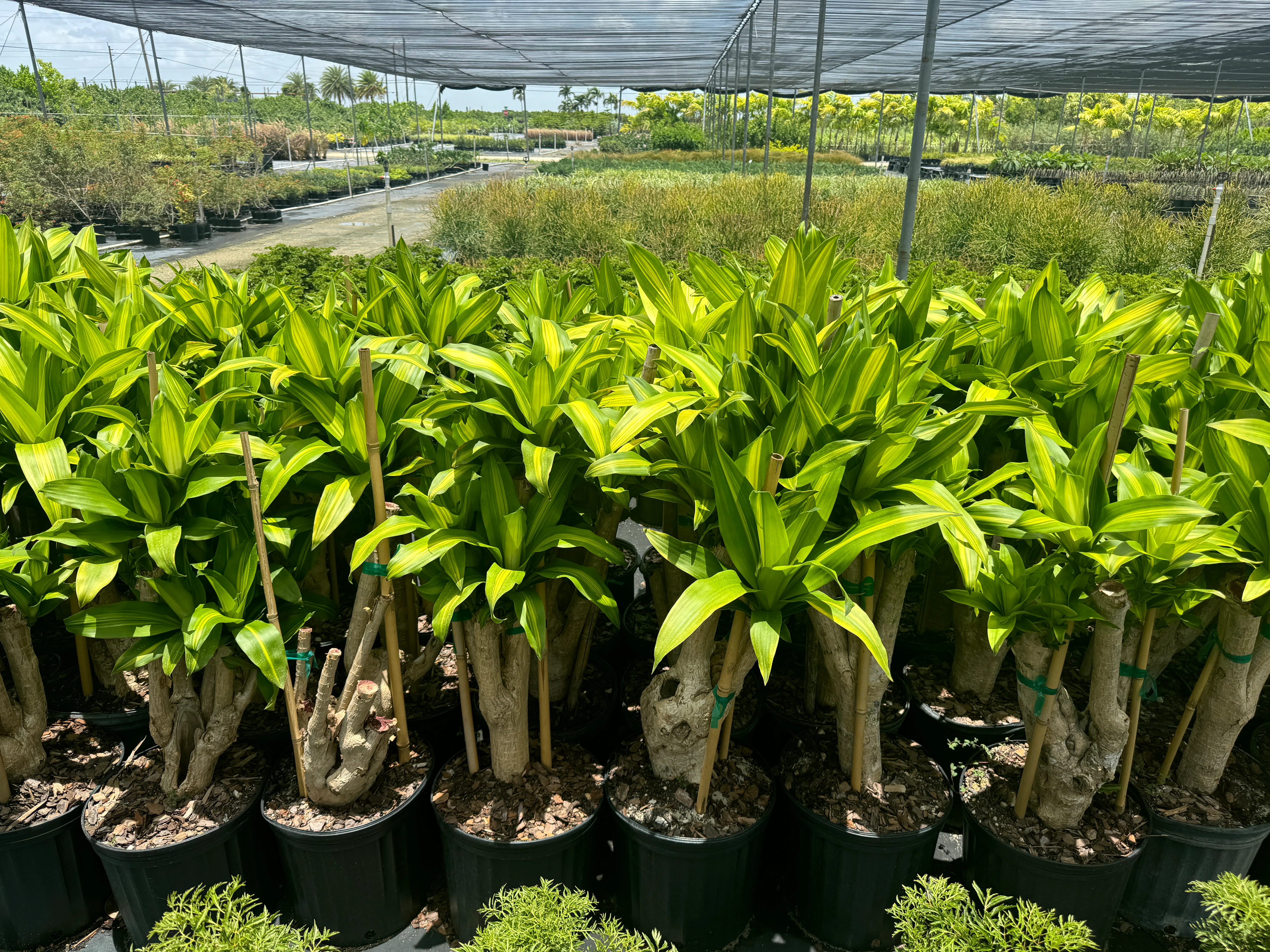 Dracaena Massangeana Mass Cane Stump Form, Corn Plant - Image 8