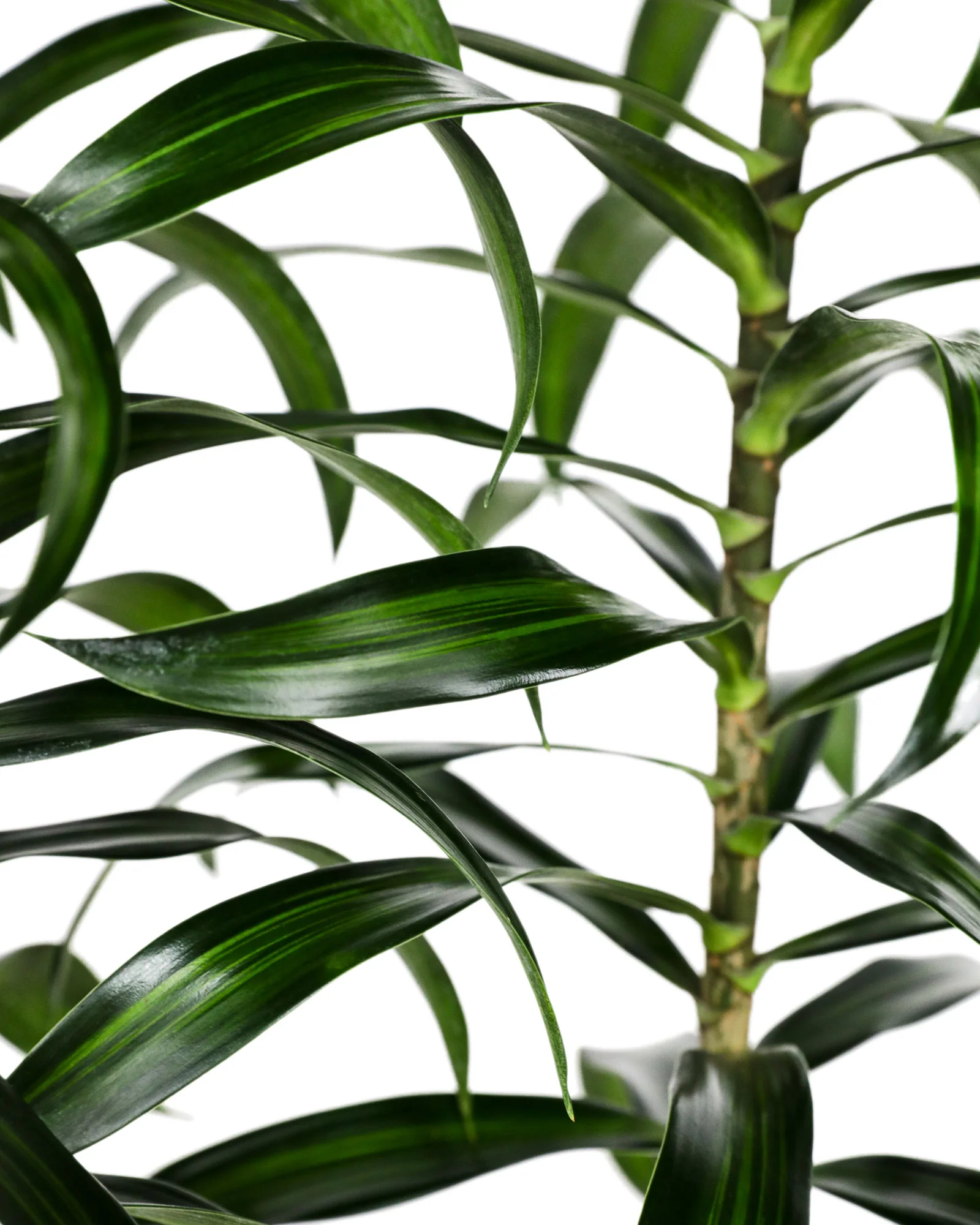 Dracaena Song of Jamaica, Dracaena Reflexa - Image 3