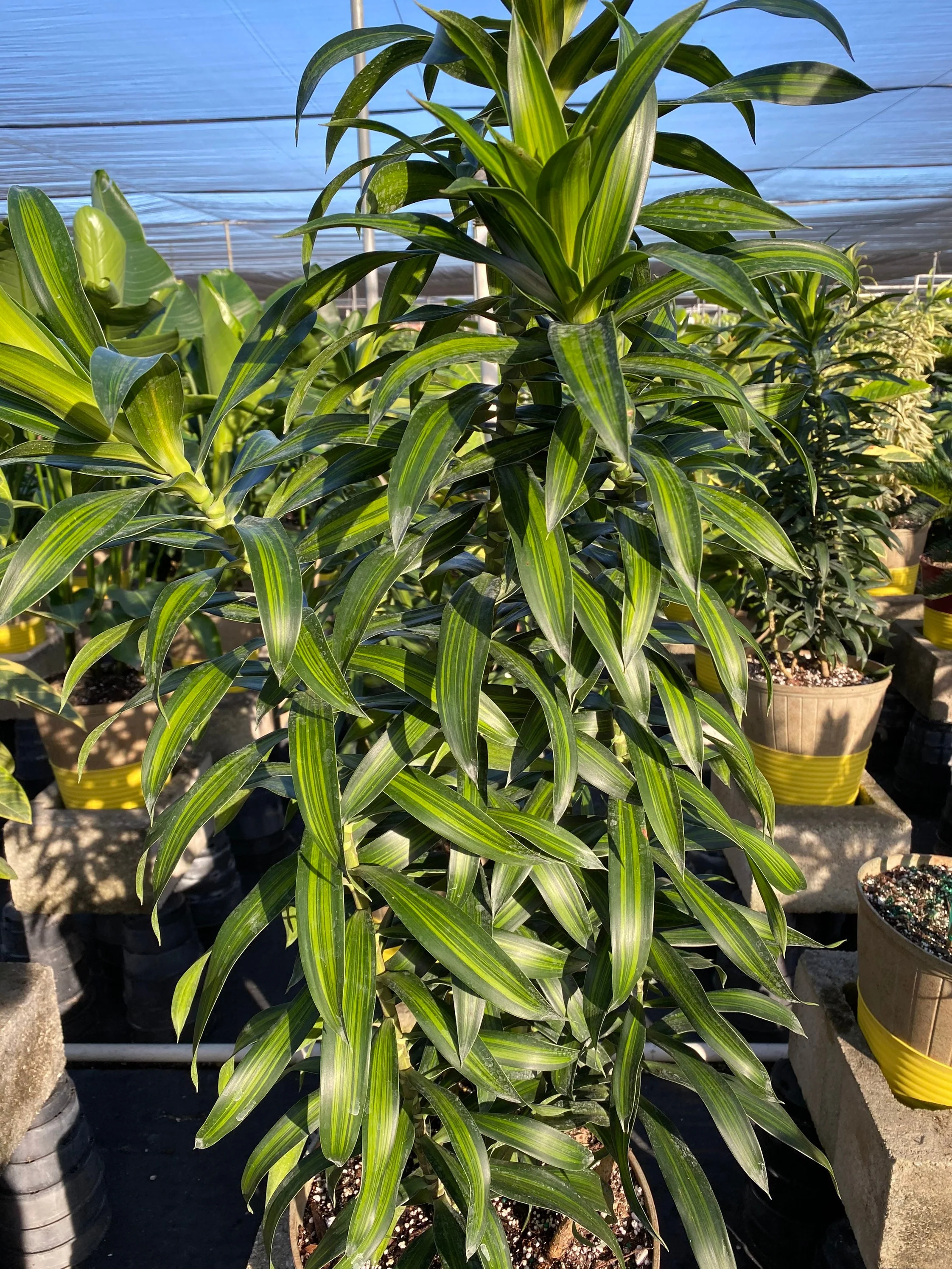 Dracaena Song of Jamaica, Dracaena Reflexa - Image 4