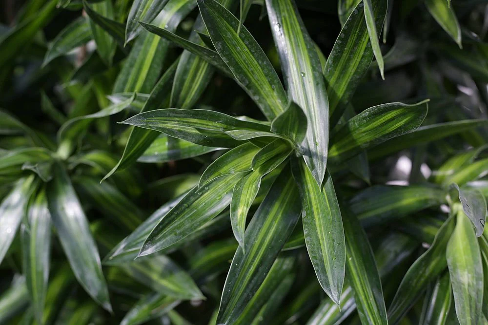 Dracaena Song of Jamaica, Dracaena Reflexa - Image 5