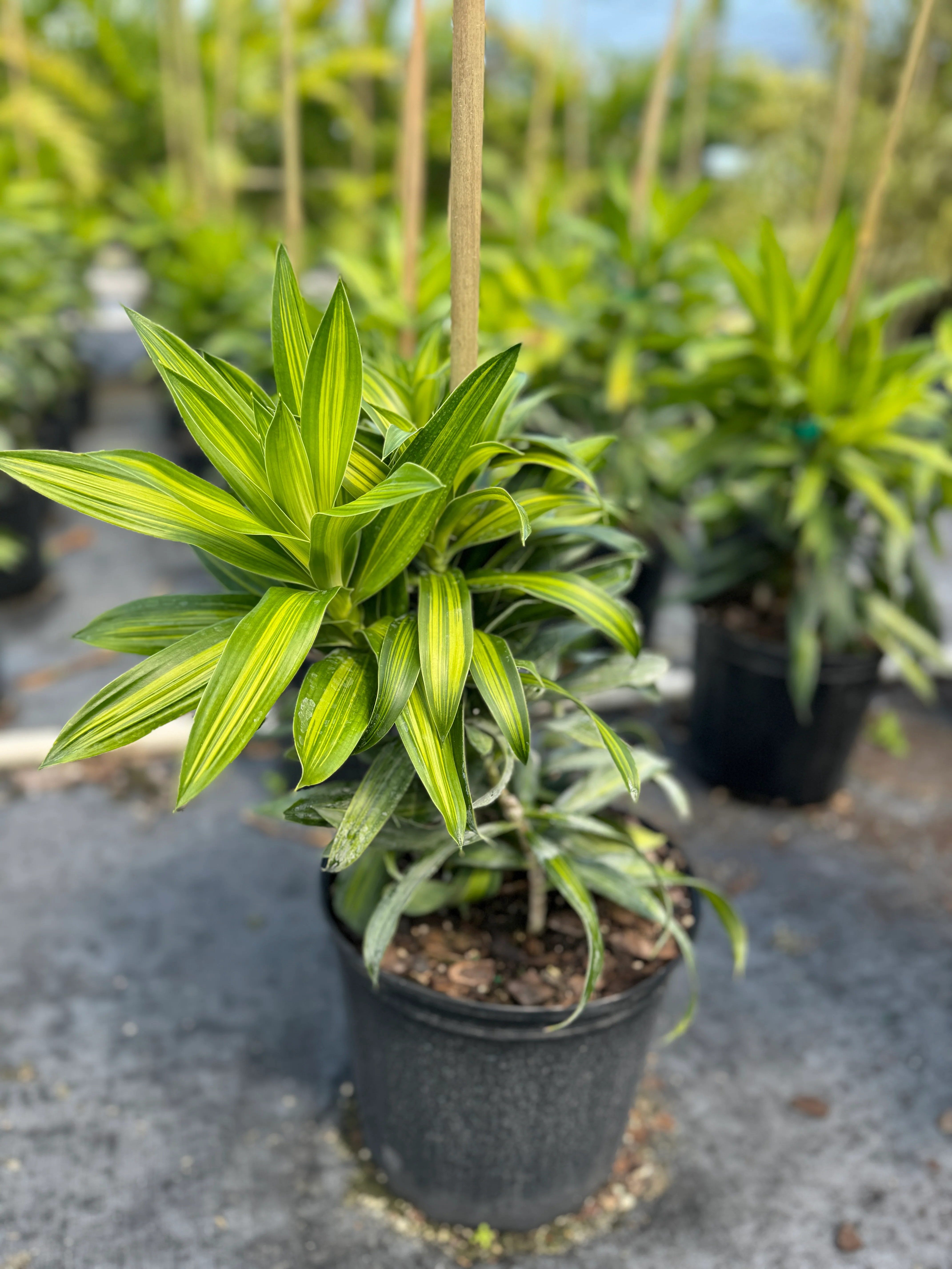 Dracaena Song of Jamaica, Dracaena Reflexa - Image 7
