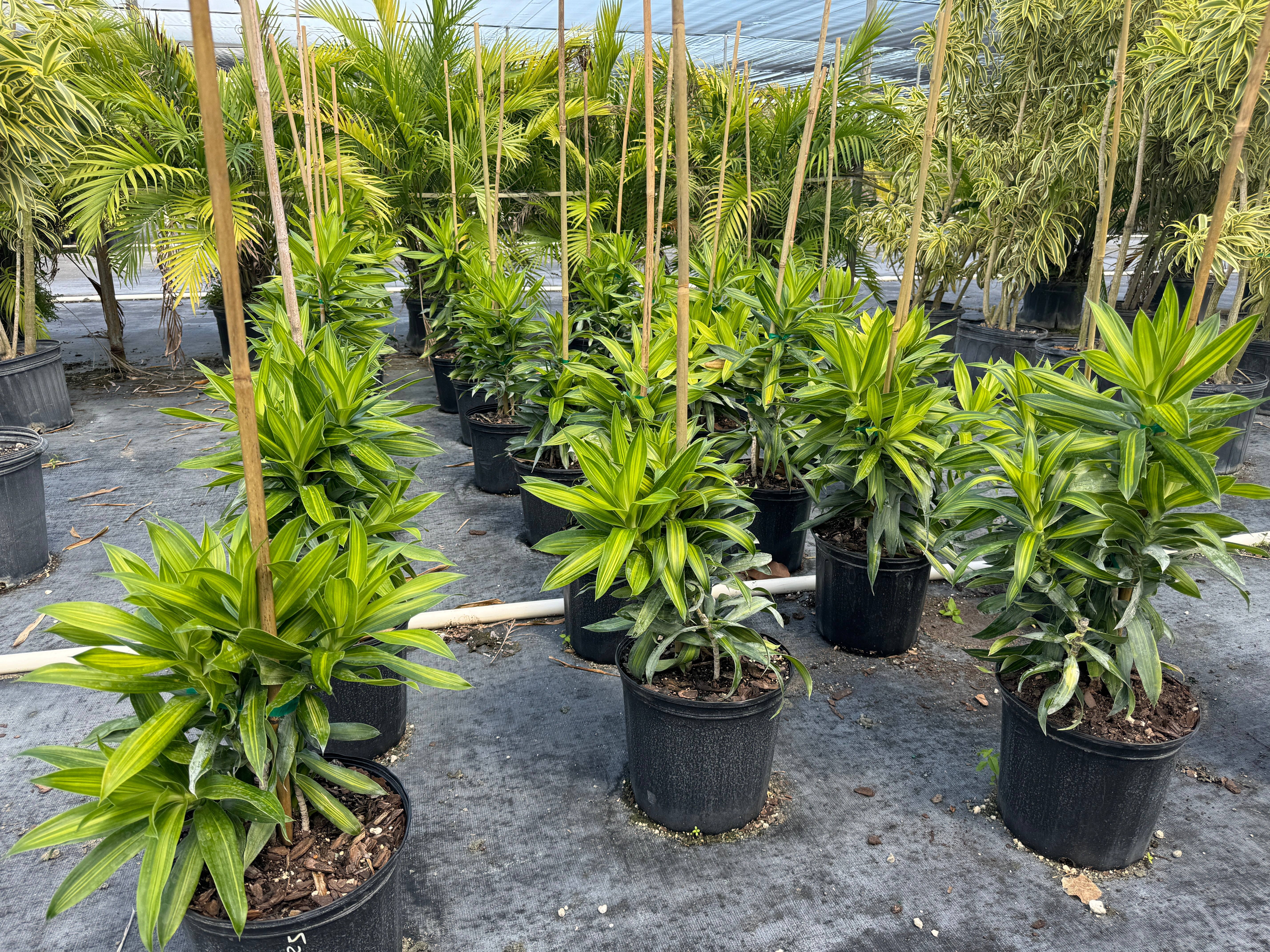 Dracaena Song of Jamaica, Dracaena Reflexa - Image 8