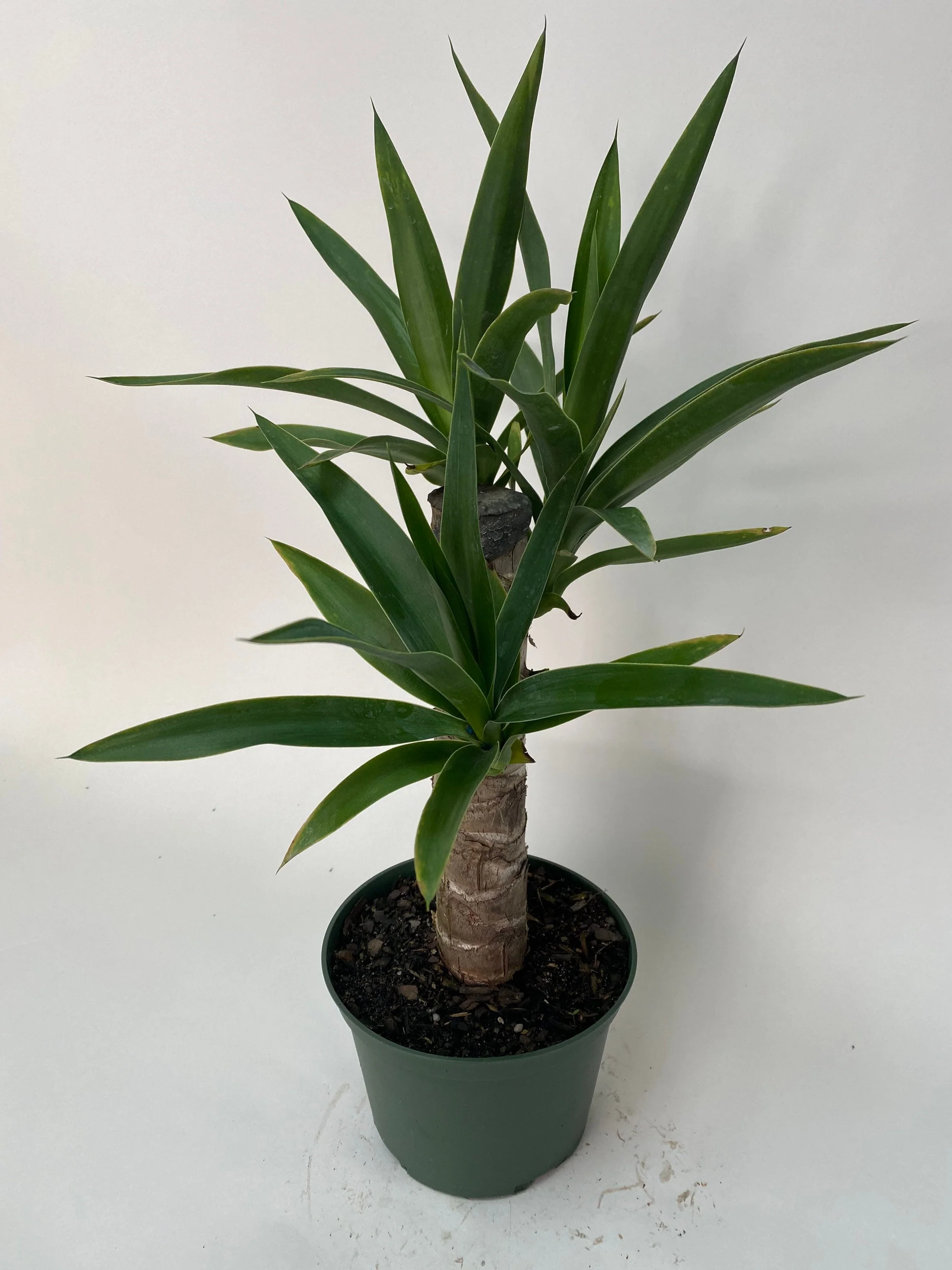 Dracaena Yucca Cane, Single Stem - Image 3