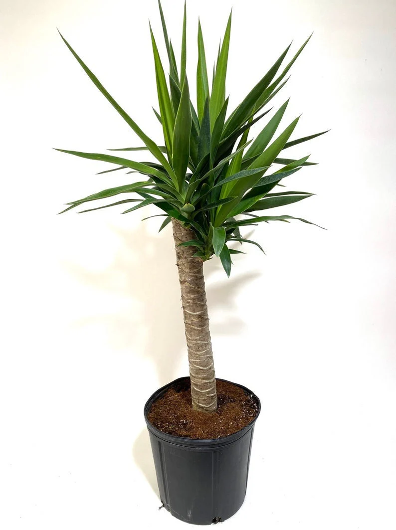 Dracaena Yucca Cane, Single Stem - Image 4