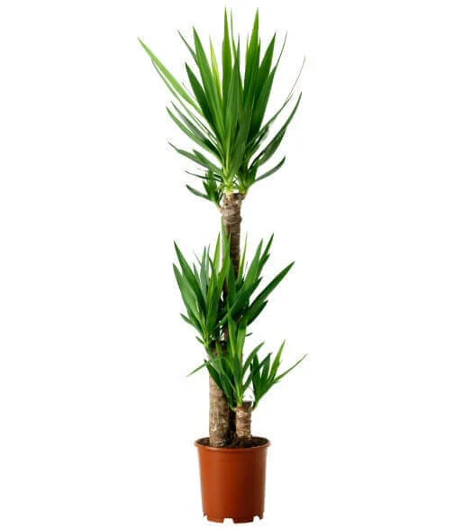 Dracaena Yucca Cane, Yucca Gigantea 2 Stem Staggered - Image 3
