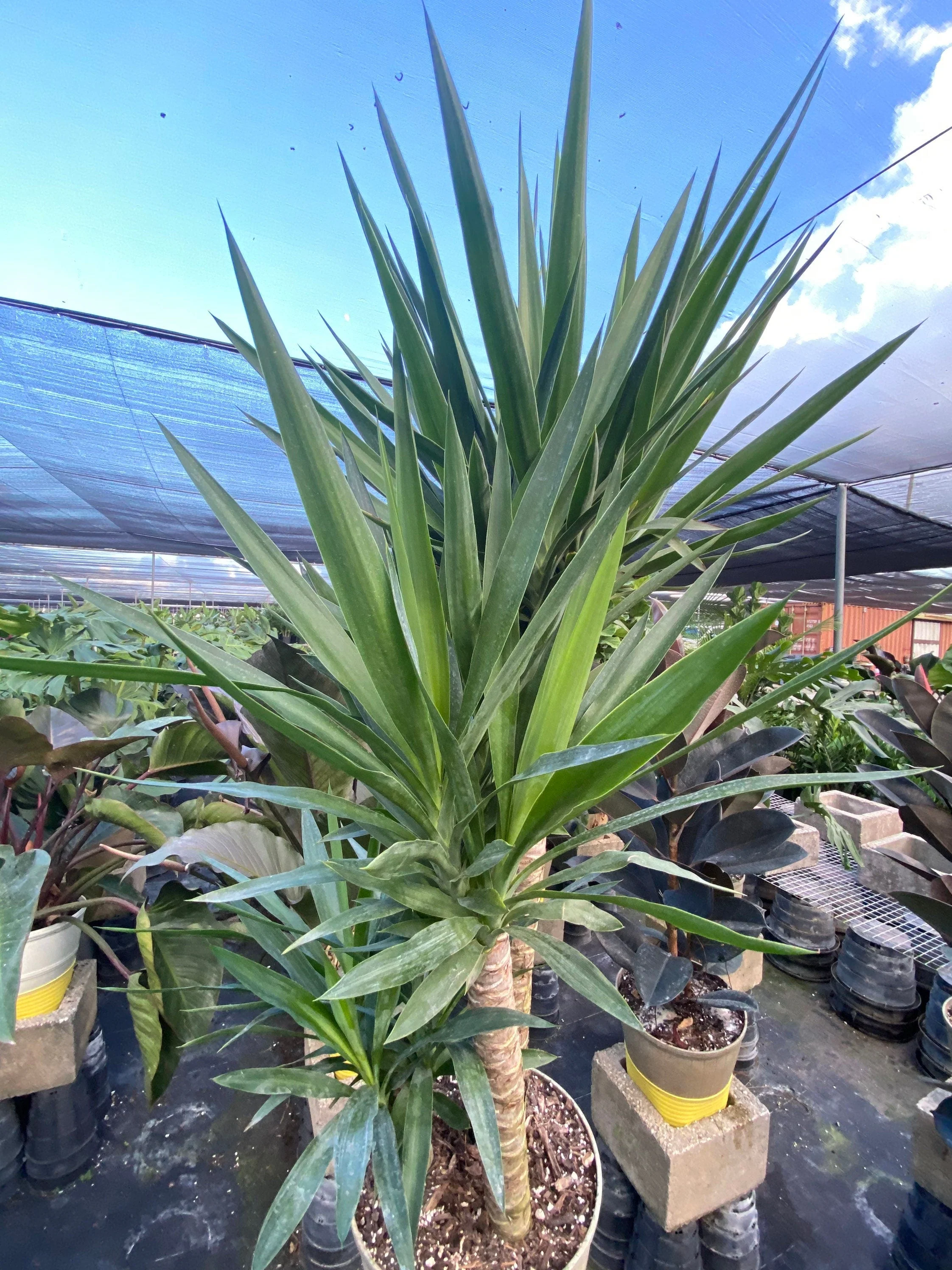 Dracaena Yucca Cane, Yucca Gigantea 2 Stem Staggered - Image 5