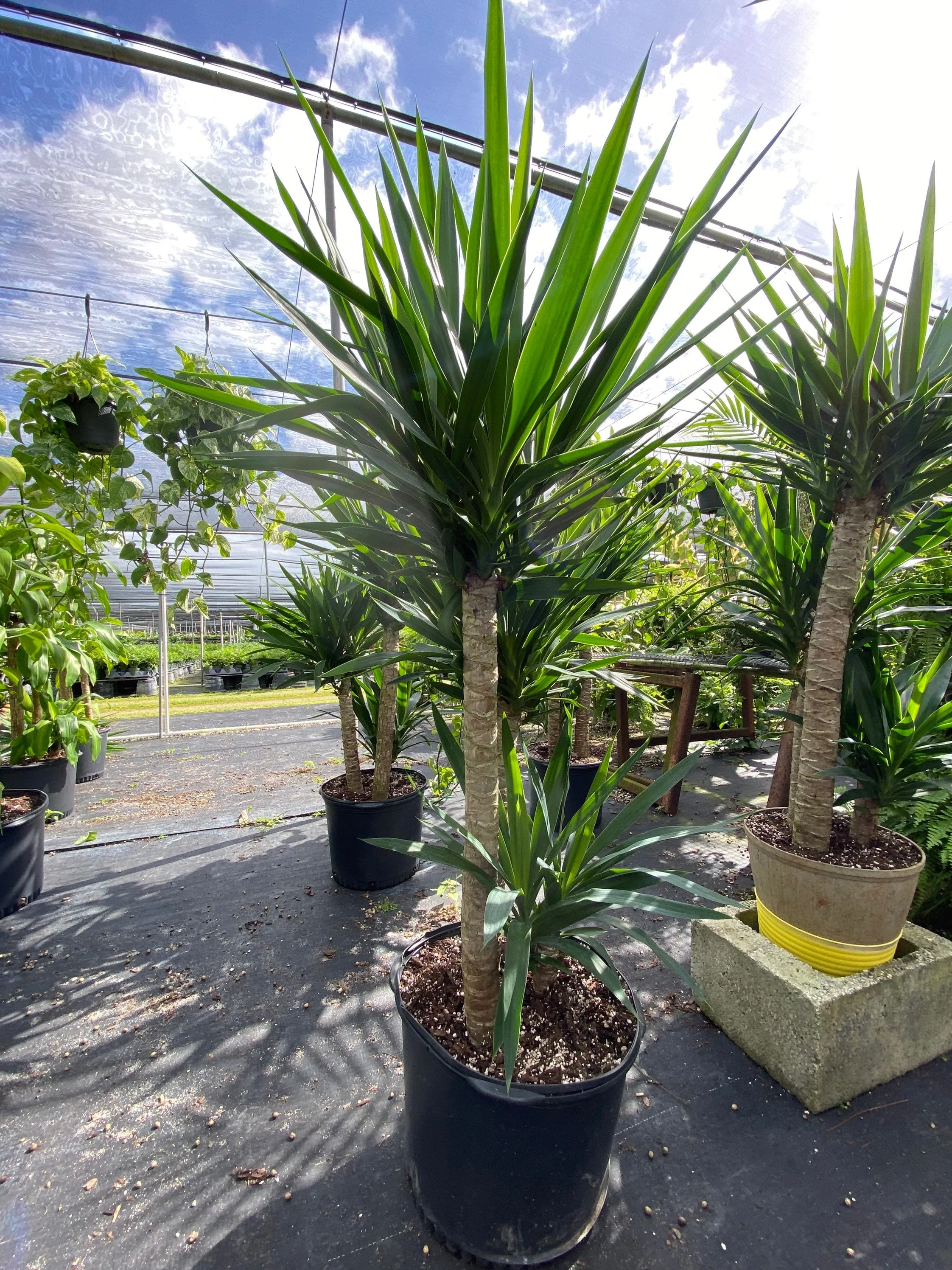 Dracaena Yucca Cane, Yucca Gigantea 2 Stem Staggered - Image 6