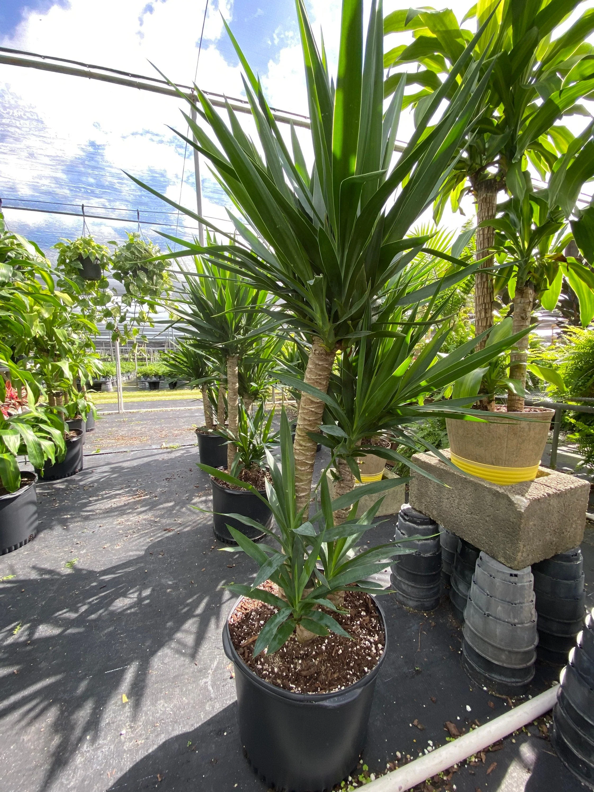Dracaena Yucca Cane, Yucca Gigantea 2 Stem Staggered - Image 7