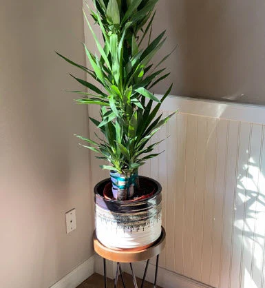 Dracaena Yucca Cane, Yucca Gigantea 2 Stem Staggered - Image 8