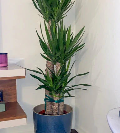 Dracaena Yucca Cane, Yucca Gigantea 2 Stem Staggered - Image 9