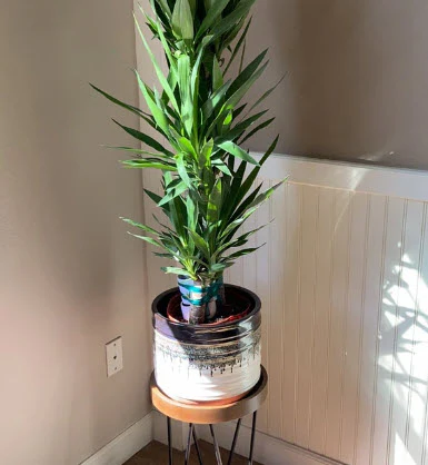 Dracaena Yucca Cane, Yucca Gigantea 3 Stem Staggered - Image 8