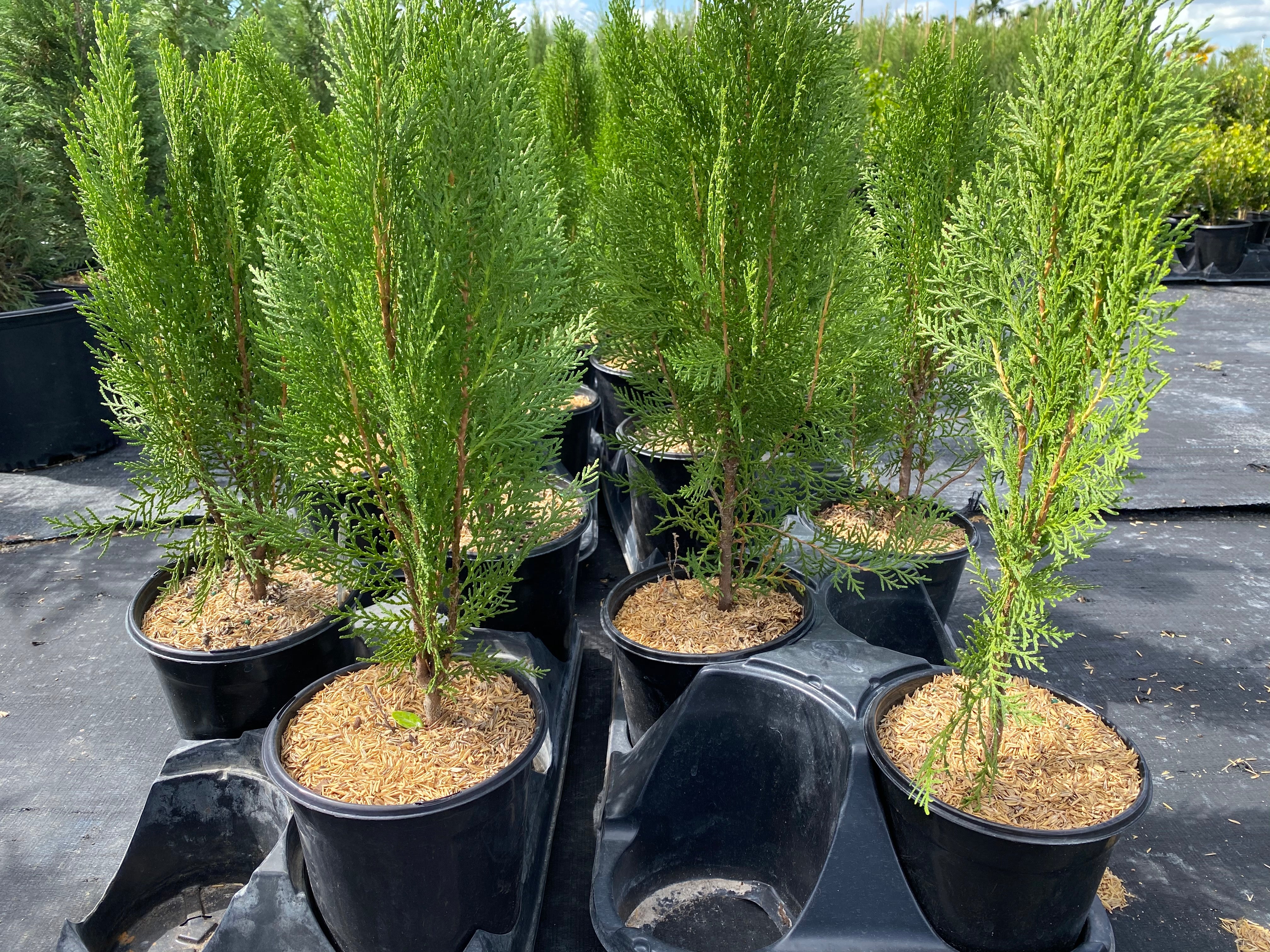 Emerald Green Arborvitae Occidentalis - Image 10