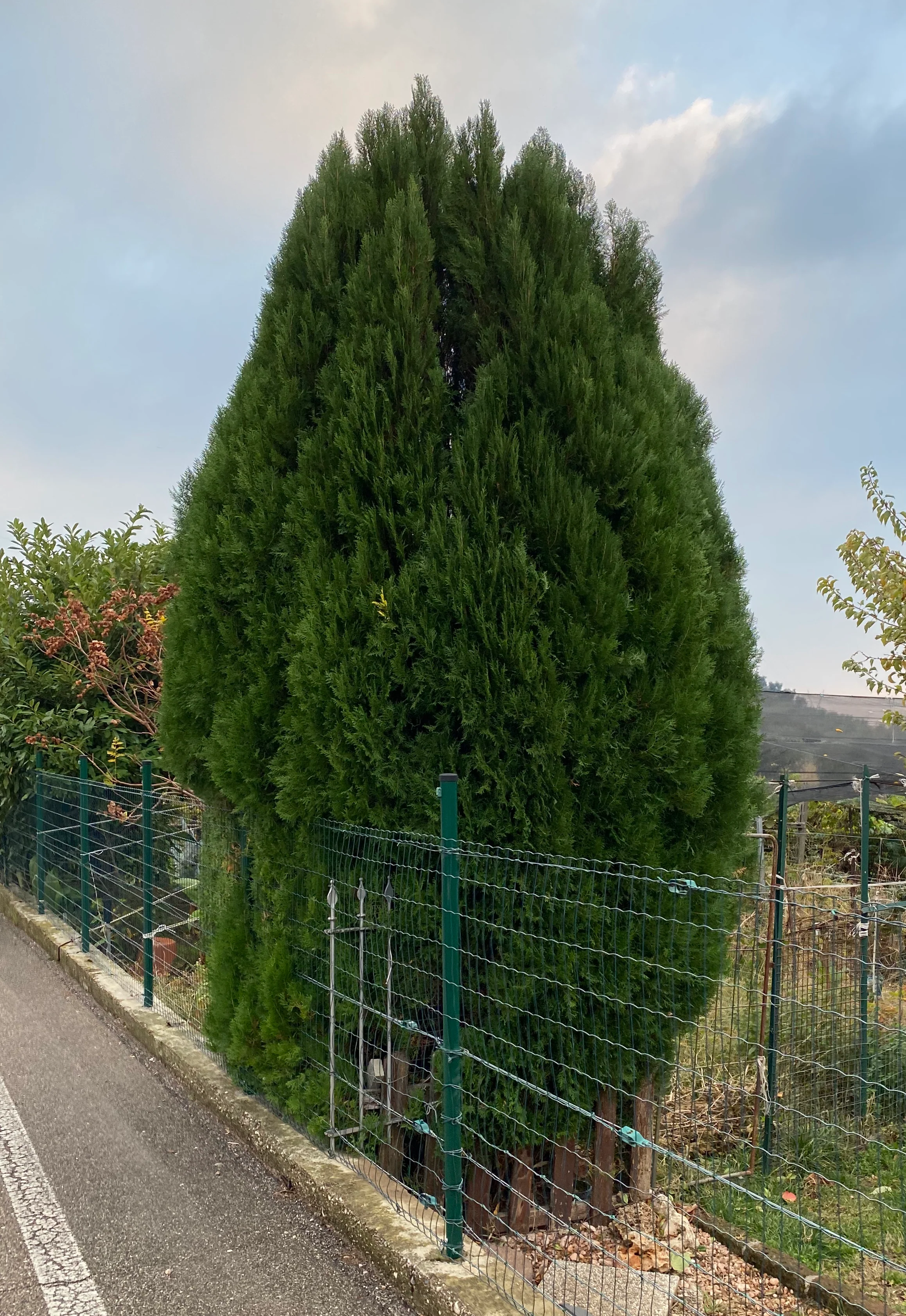 Emerald Green Arborvitae Occidentalis - Image 4