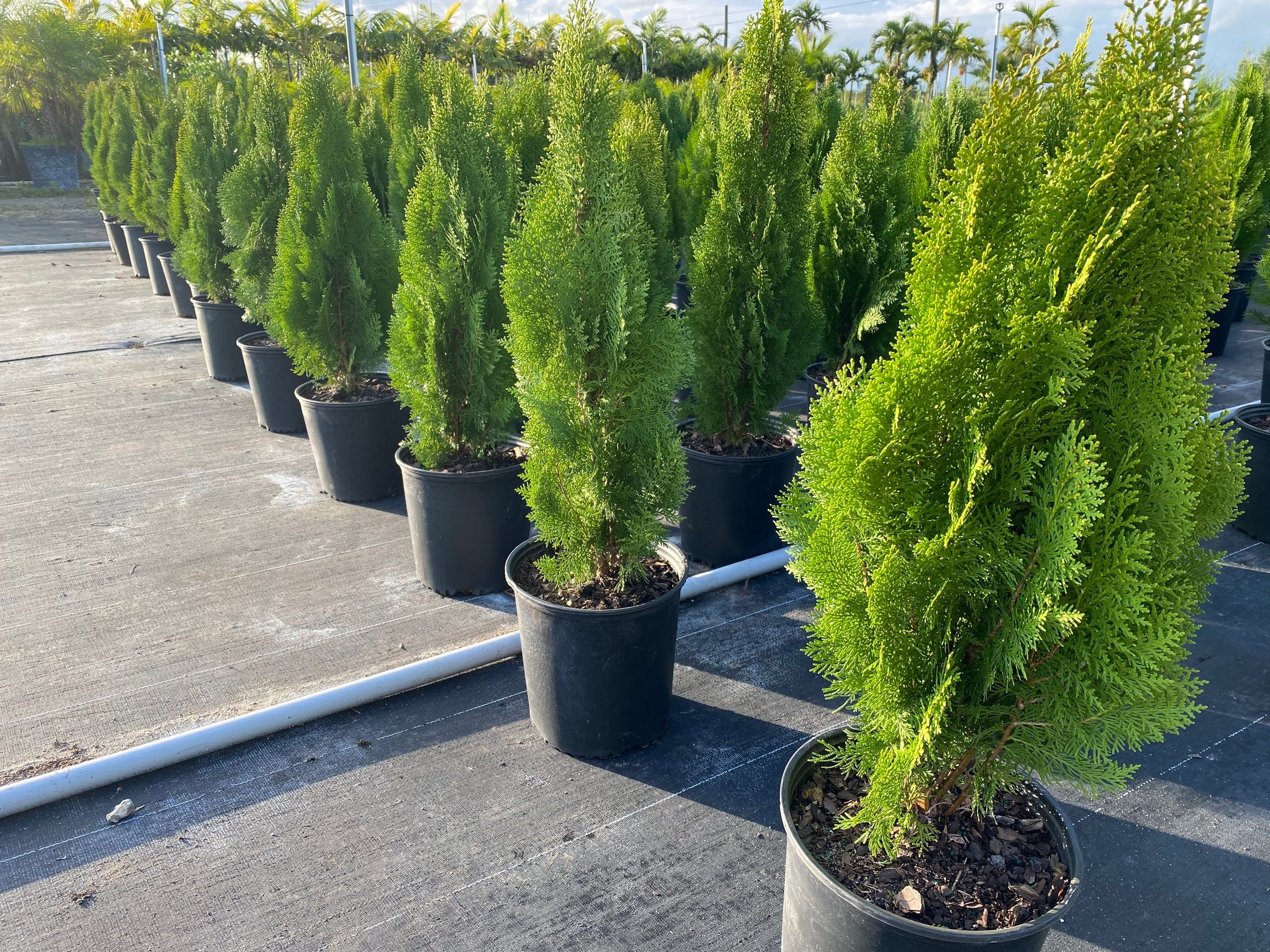 Emerald Green Arborvitae Occidentalis - Image 6
