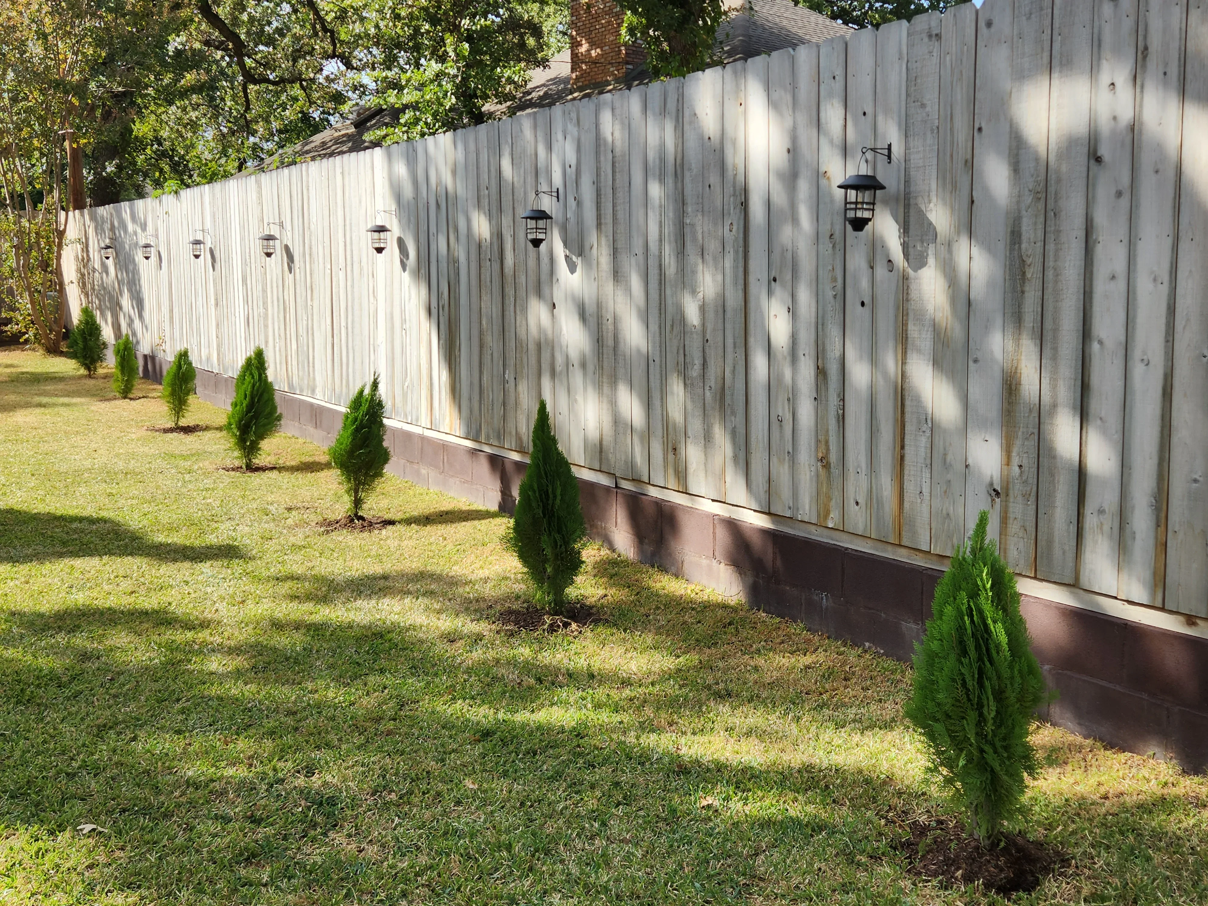 Emerald Green Arborvitae Occidentalis - Image 9