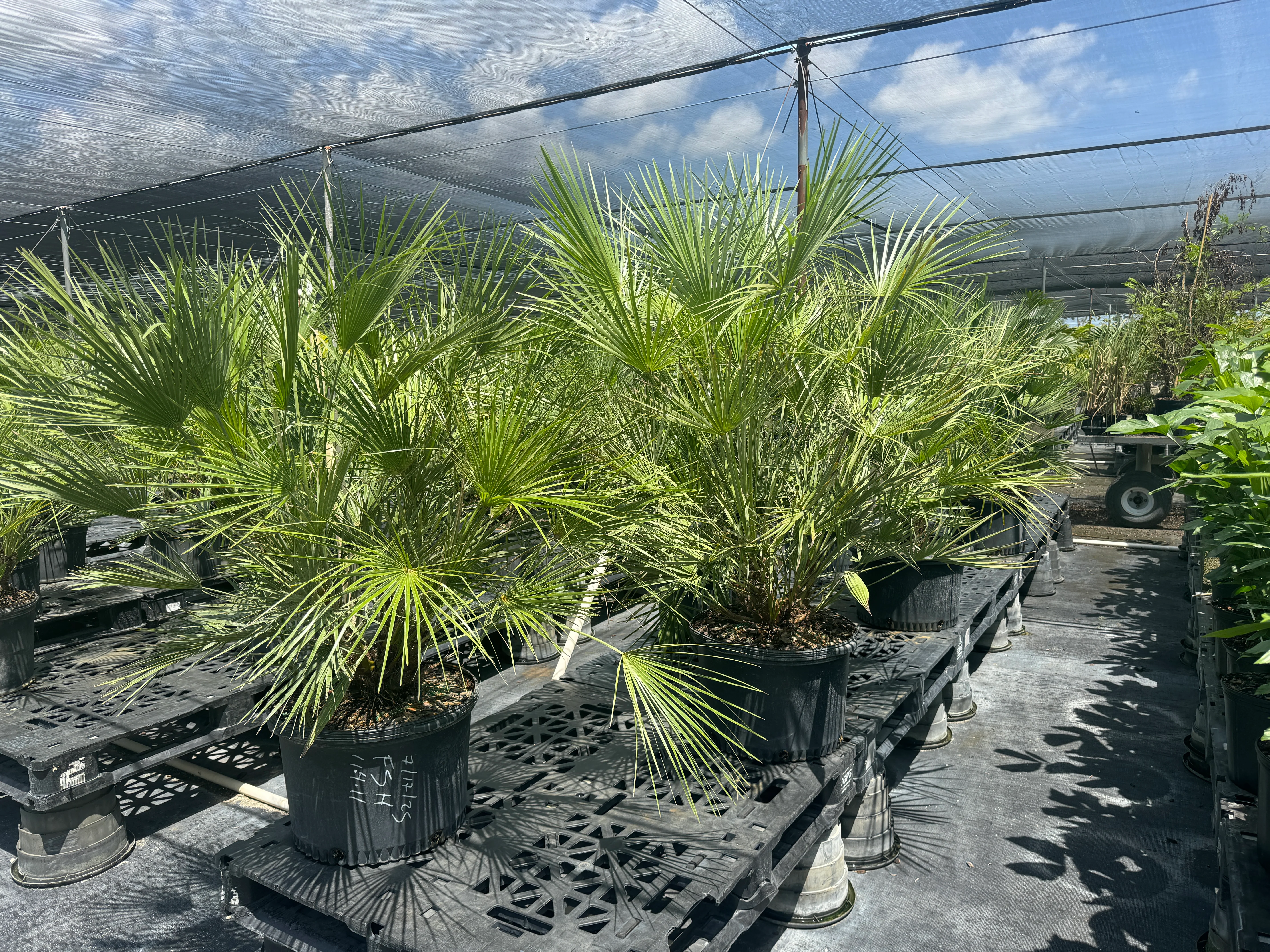 European Fan Palm Multi, Mediterranean Fan Palm - Image 10