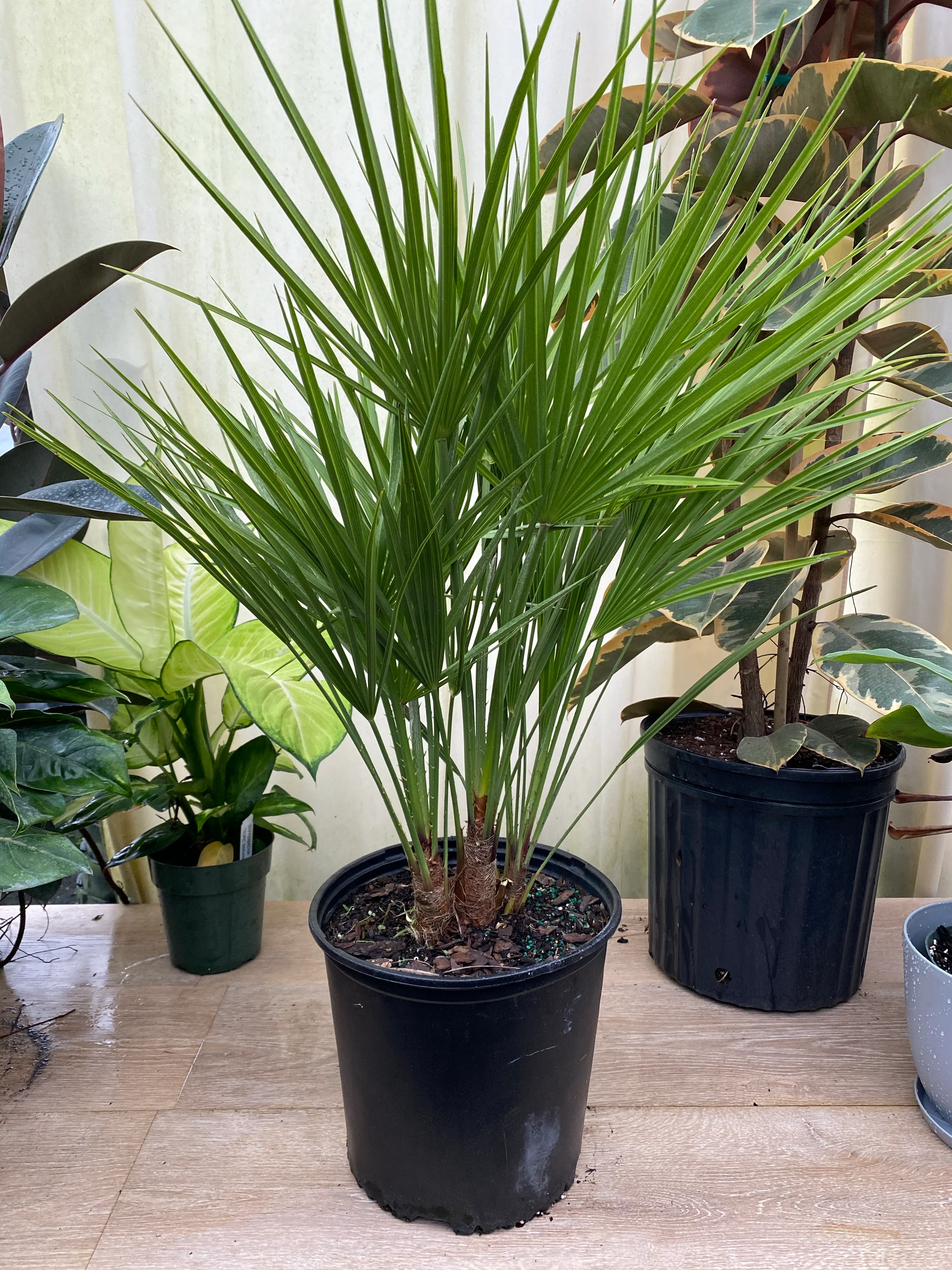 European Fan Palm Multi, Mediterranean Fan Palm - Image 3