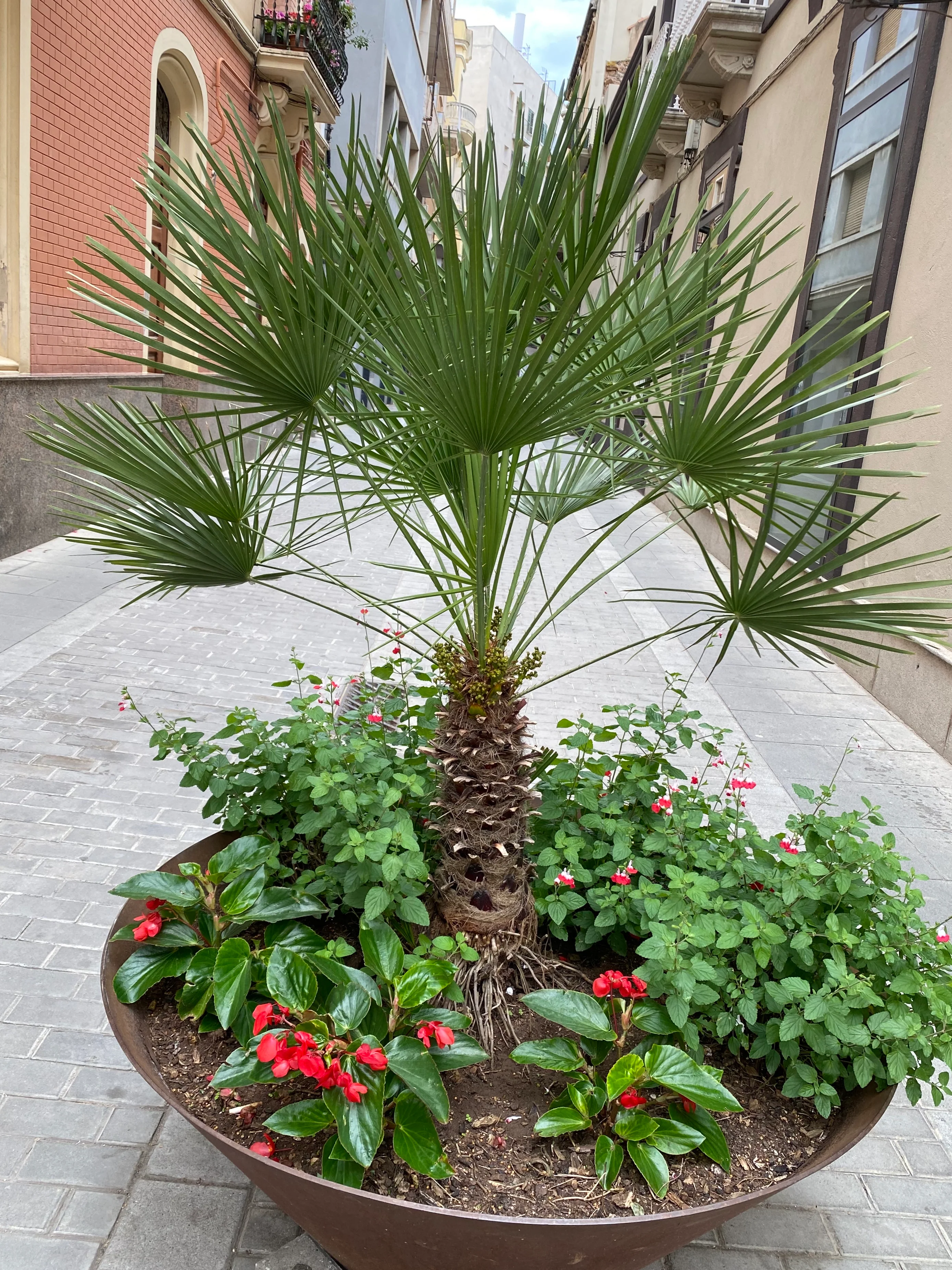European Fan Palm Multi, Mediterranean Fan Palm - Image 4